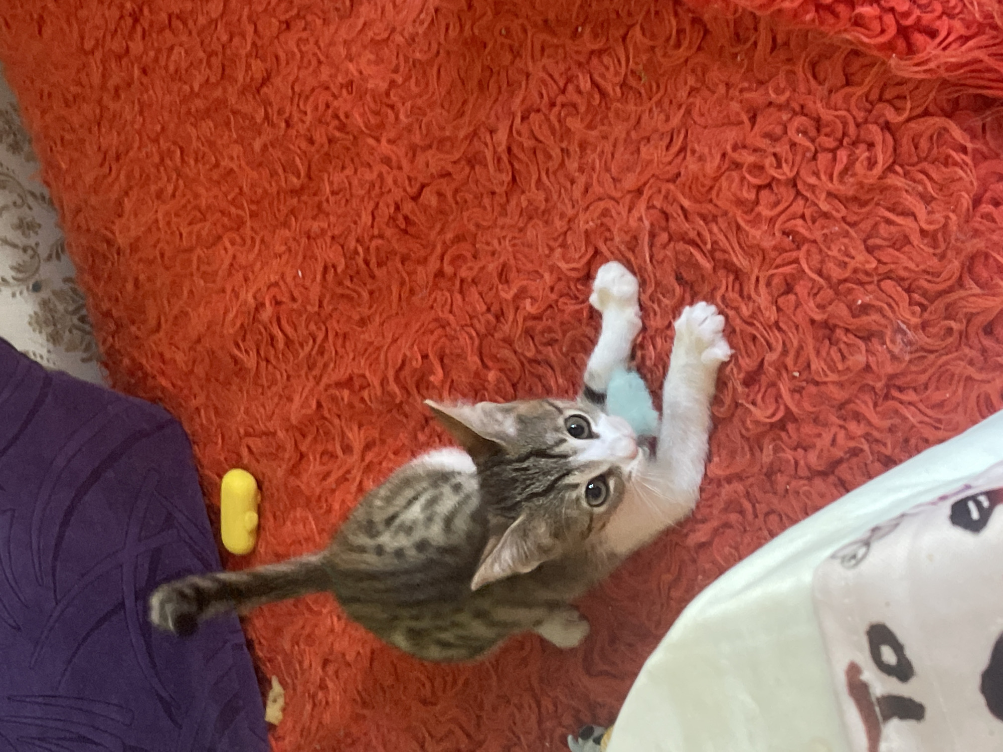 A kitten with tabby markings and white paws is playing with a light blue toy on a textured red rug. The kitten is on its belly, stretching its front paws towards the toy. In the background, a purple cushion and a yellow toy are visible. A portion of a white patterned cushion is in the lower left corner. The image does not provide any information about the city of Tbilisi, Georgia.