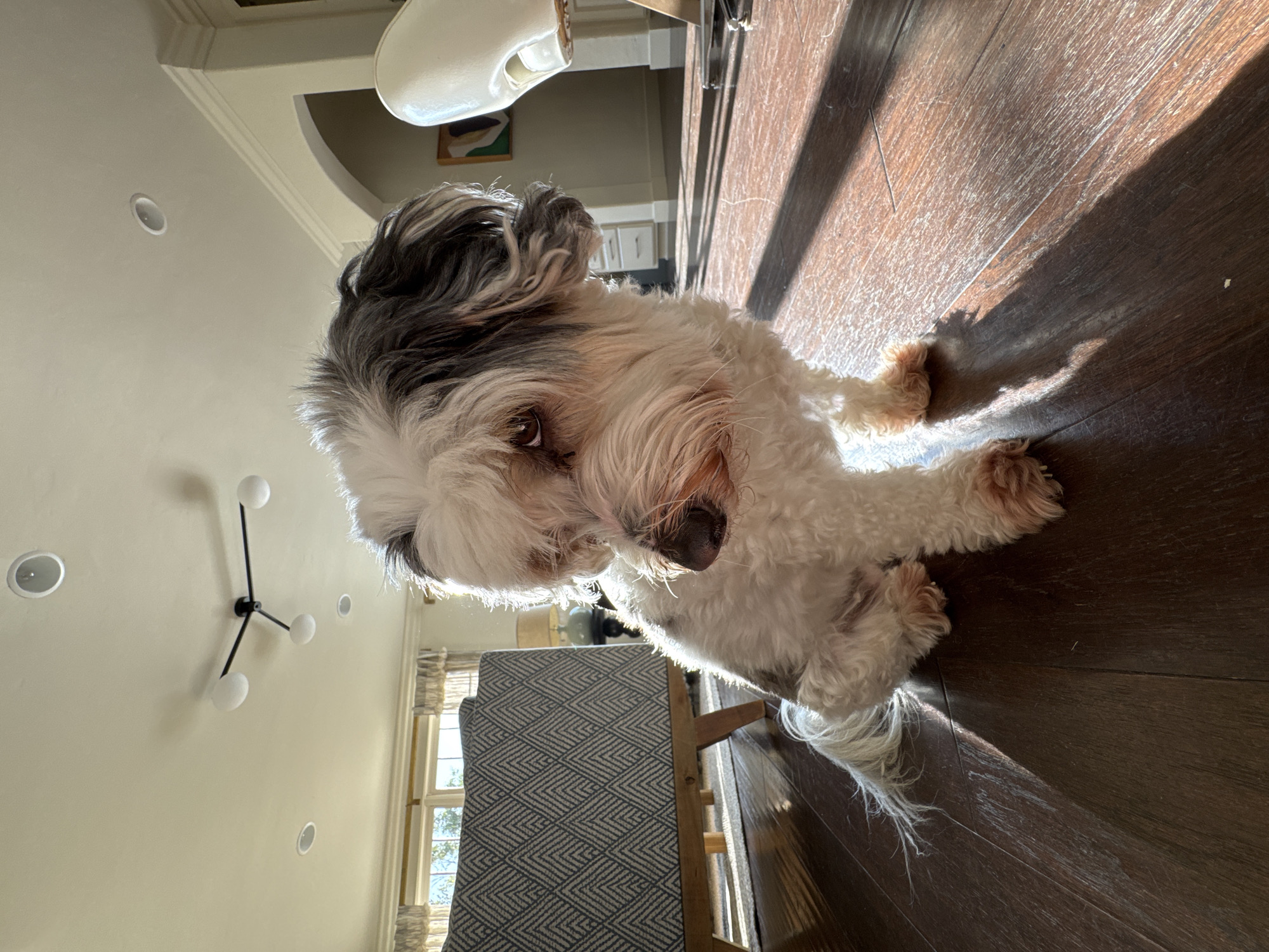 This image depicts a small, long-haired dog, primarily white with gray and black fur on its head and ears, seated on a dark hardwood floor within a residential interior in Los Angeles, United States of America. The dog is positioned centrally in the foreground, facing slightly to the left (from the viewer's perspective) with its head angled downwards. Its right eye is partially visible, exhibiting dark staining in the tear duct area, and its muzzle features a dark brown nose. Its paws show reddish-brown discoloration. Strong natural light, consistent with direct sunlight, illuminates the scene from the left and behind the dog, creating highlights on its fur and casting a distinct, elongated shadow on the floor to its left.
In the midground, to the dog's left, a segment of an upholstered furniture piece with light wooden legs and a blue-gray geometric pattern is visible, situated above a lighter-colored rug. To the dog's right, a partial view of a white, modern chair with a curved back is present. The background reveals a bright room with white walls and a white ceiling, featuring multiple recessed lights and a modern chandelier with three spherical white lights on black arms. Large windows with patterned curtains are visible on the left side, admitting significant natural light. Through an archway on the right, a white cabinet and a framed abstract painting with green and brown tones are discernible. Crown molding is present on the upper section of the right wall. No human figures are visible.