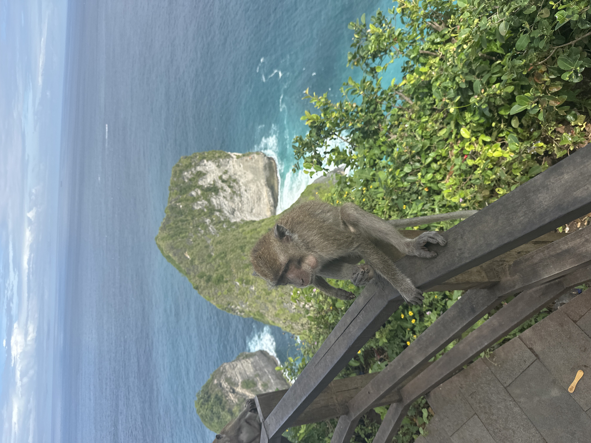 The image depicts a monkey clinging to a wooden railing at Kelingking Beach in Nusa Penida, Indonesia. The background showcases the coastline, with a rock formation jutting out into the turquoise sea. The surrounding area is lush with greenery.
