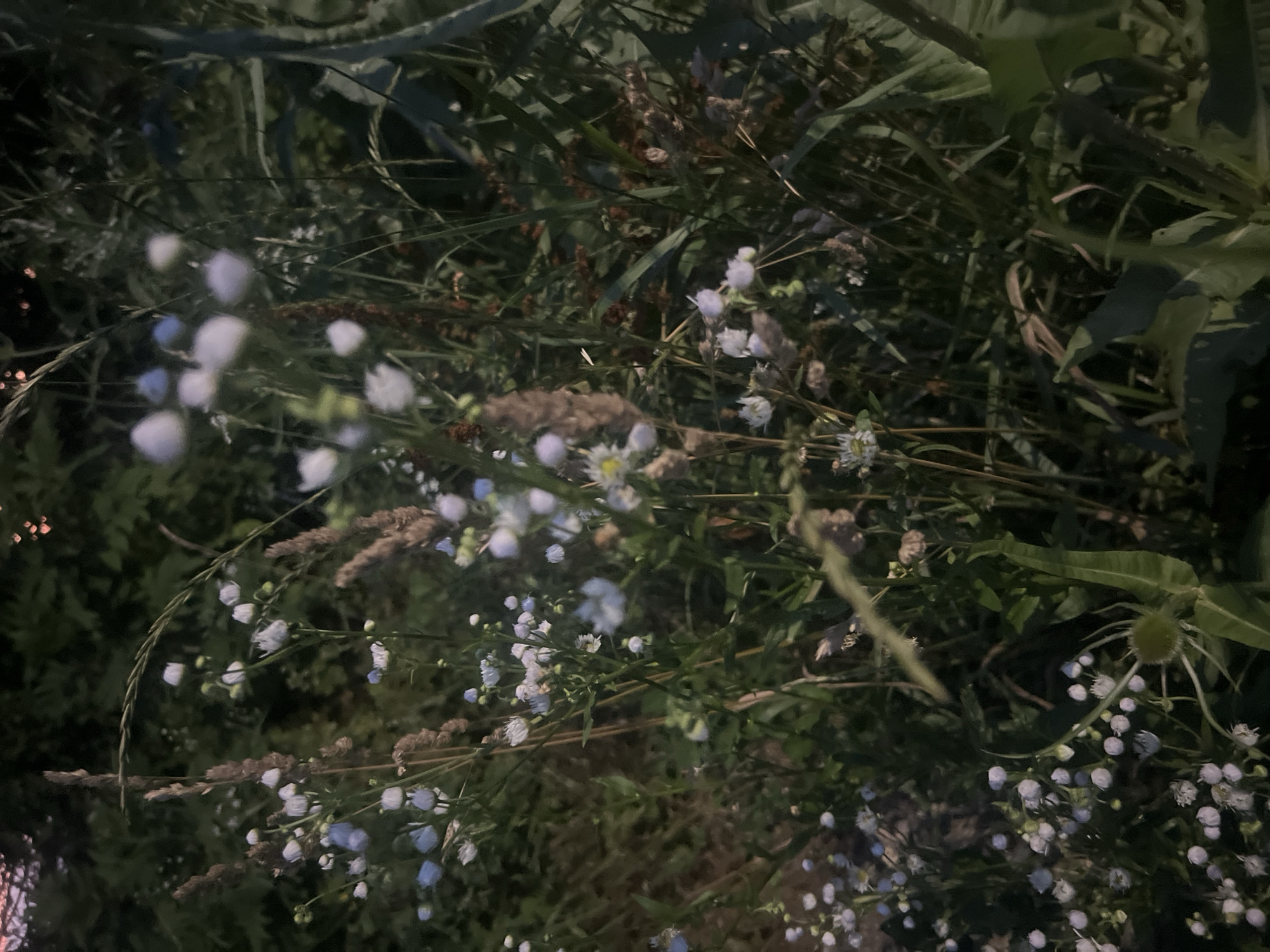 A dense, low-angle, naturalistic scene unfolds within a Bârnova, Romania setting, possibly a meadow or the edge of a forest. The dominant subjects are a profusion of small, delicate wildflowers, predominantly white with hints of pale blue, interspersed with taller, dry grasses and stalks of seed heads. The lighting is dim, suggesting twilight or an overcast day, with pockets of soft light illuminating some of the floral elements. The overall impression is one of wild, untamed growth, with the textures of the vegetation creating a sense of depth and organic complexity. There are no people or animals visible, and no discernible human-made objects or structures. The background consists of dark, out-of-focus foliage.
