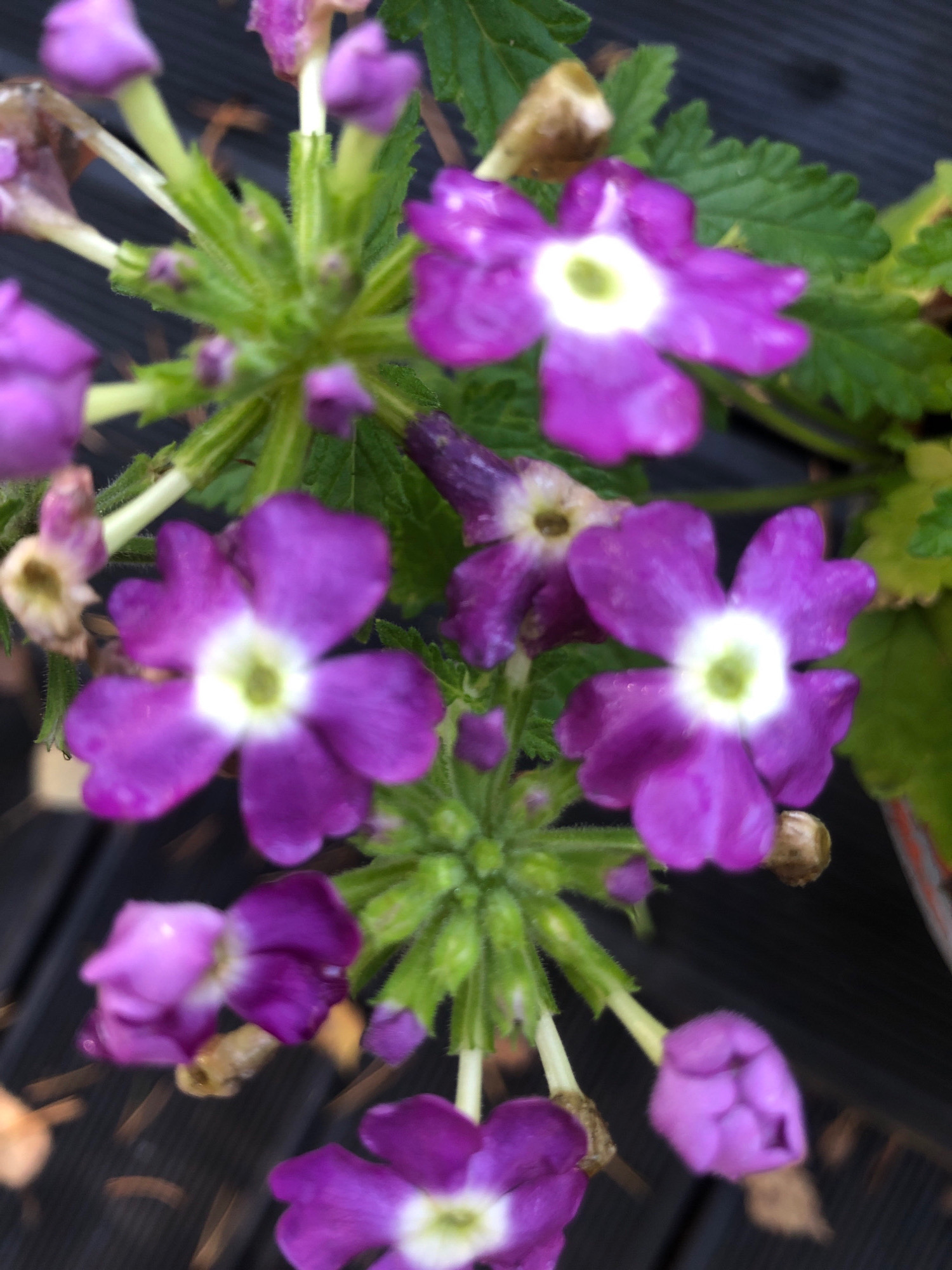 The image is a close-up, top-down view of several vibrant purple verbena flowers. The flowers are clustered together on thin green stems, with some buds also visible. Each open flower has five petals with a prominent white center that transitions to a light green hue. The background consists of dark, textured wooden planks, likely a deck or patio. A few dry, brown leaves are scattered on the planks. The overall impression is of a lush, blooming plant in an outdoor setting. There is no indication of location in the city of Arfa, Russia, or any people or specific actions.