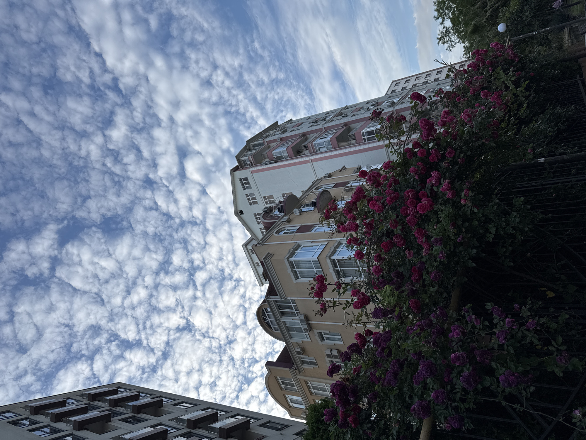 This is a low-angle shot of apartment buildings in Sochi, Russia, viewed from a street level perspective. The buildings are of varying heights and architectural styles, with a light beige building in the center and a taller, pink and white building to its right. The buildings are adorned with balconies and numerous windows. In the foreground, a dense hedge of blooming pink and purple roses stretches across the frame, partially obscuring a black metal fence. The sky above is a vibrant blue, filled with scattered, fluffy white clouds. The overall scene captures an urban residential area with abundant natural greenery.