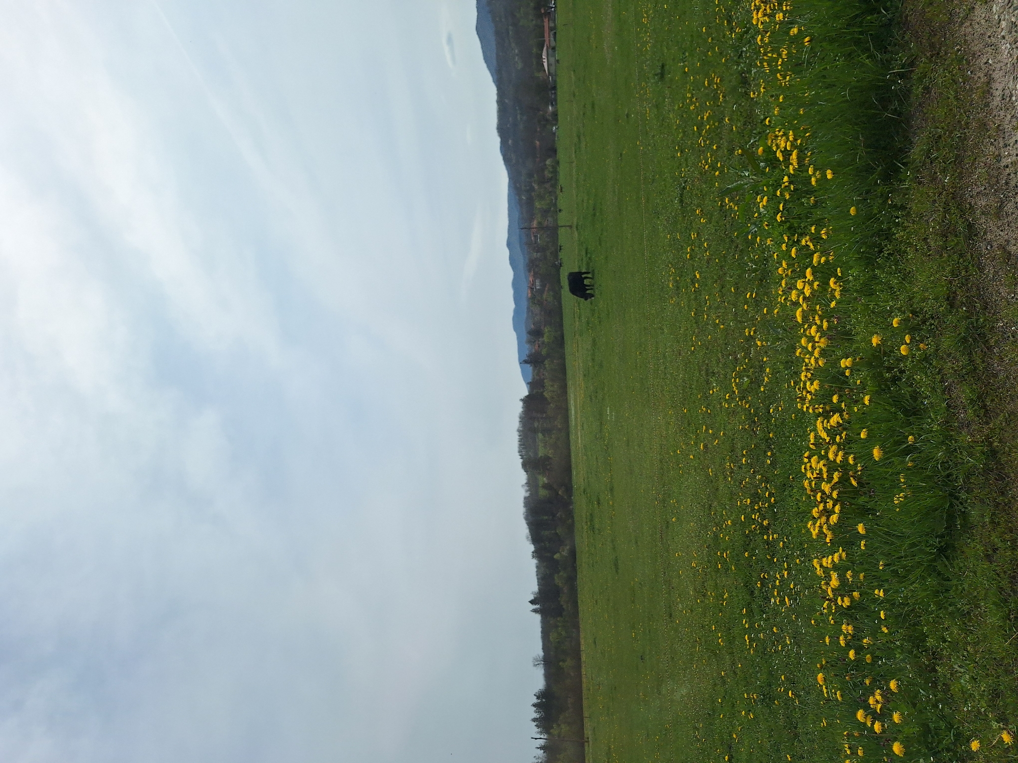 The image depicts a landscape scene, possibly located near Касапите, Bulgaria, although specific landmarks are not apparent. A green field dominates the foreground and midground, densely populated with yellow flowers. Two dark-colored, bovine animals are visible in the middle distance of the field. A line of trees forms a border further into the distance, with a mountainous region visible behind the trees. The sky occupies a significant portion of the left side of the image and appears partly cloudy. A dirt path is present at the extreme right edge of the image. The image orientation appears to be rotated counterclockwise.