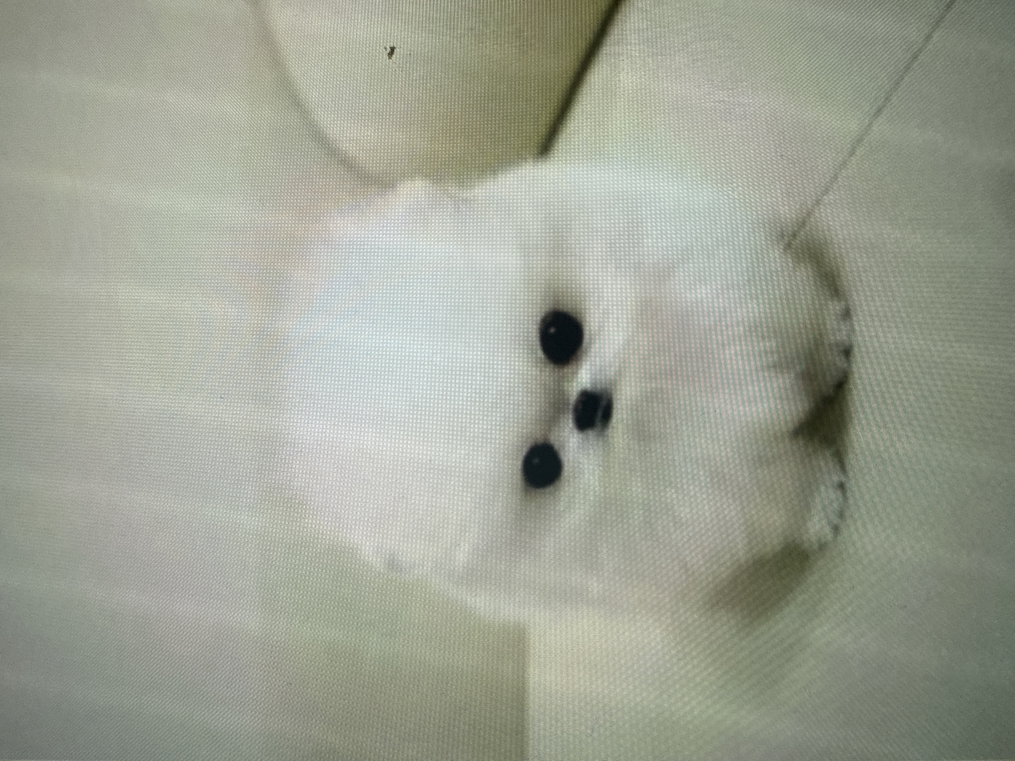 A light-colored, fluffy dog, possibly a Pomeranian, is the central subject of the image. The dog is sitting upright and facing the camera, with its dark eyes and nose clearly visible against its white fur. The background consists of a textured, light-colored surface, likely upholstery, suggesting the dog is indoors on a couch or chair. The lighting is soft and diffused, casting faint shadows. No specific location in Dykivka, Ukraine, can be determined from the visual information provided.