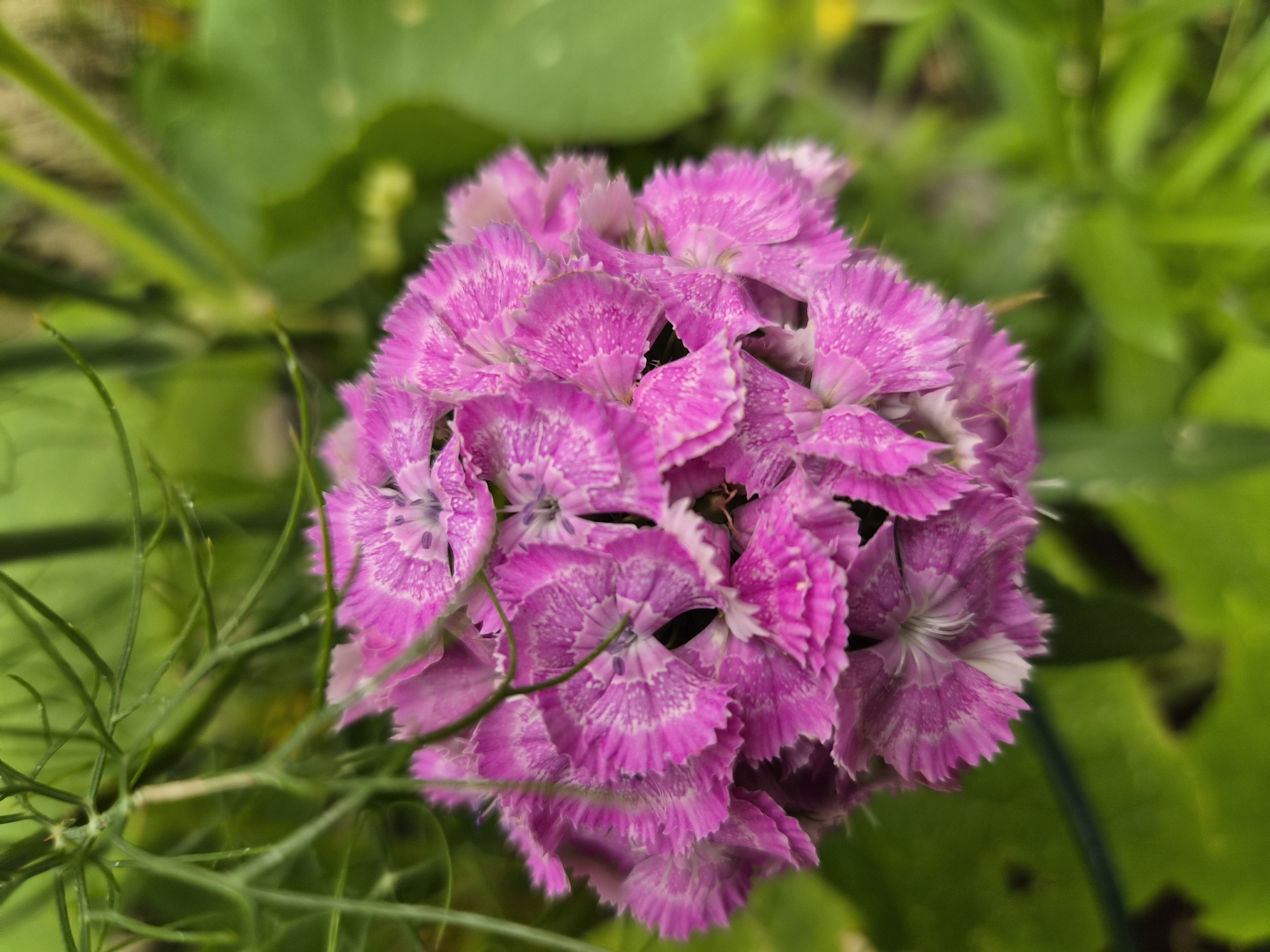 The image shows a close-up view of a cluster of pink dianthus flowers in a garden. The flowers are in full bloom, with their petals finely cut and ruffled. The colors range from bright pink to lighter pink and white at the edges of the petals. The center of each flower reveals small purple stamens. The background is a blur of green foliage, suggesting a natural outdoor setting. There is a hint of dill or a similar feathery green plant in the upper left portion of the frame. The lighting appears to be natural, casting a soft glow on the flowers. The image was captured in Heberg, Sweden, an area known for its rural charm and abundant gardens. There are no people or animals visible in the image.