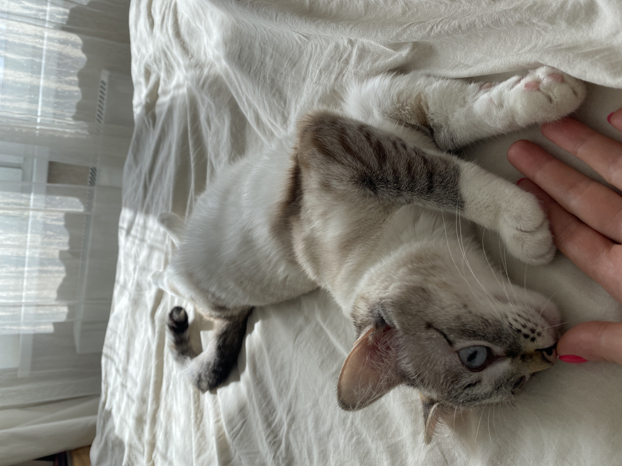 A gray and white cat lies on a white bed sheet, with a human hand touching its nose. A window with translucent blinds is visible in the background. The location cannot be determined to be Yekaterinburg, Russia based on the image alone.