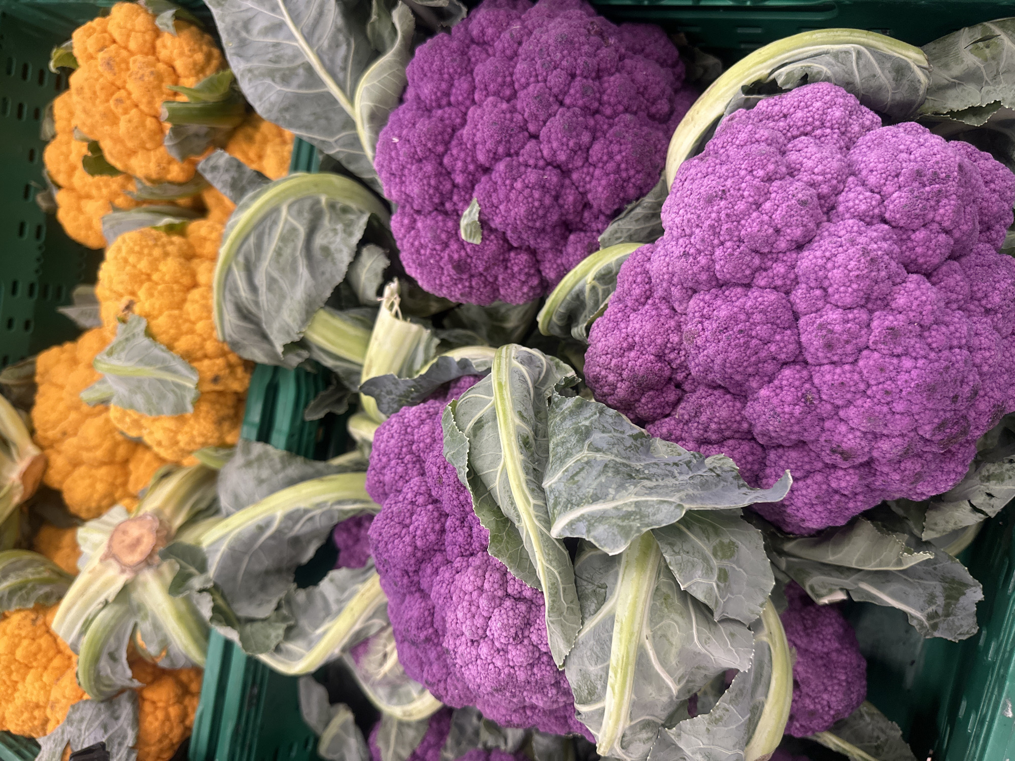 A close-up, high-angle shot captures several heads of vibrantly colored cauliflower, predominantly purple, nestled within green plastic crates. In the background, orange cauliflower is visible, also in crates. The produce appears fresh, with large, green leaves fanning out from the cauliflower heads. The lighting suggests an indoor environment, possibly a market stall or grocery store. The scene is devoid of people and specific landmarks, offering no information about its location in Ternopil, Ukraine.
