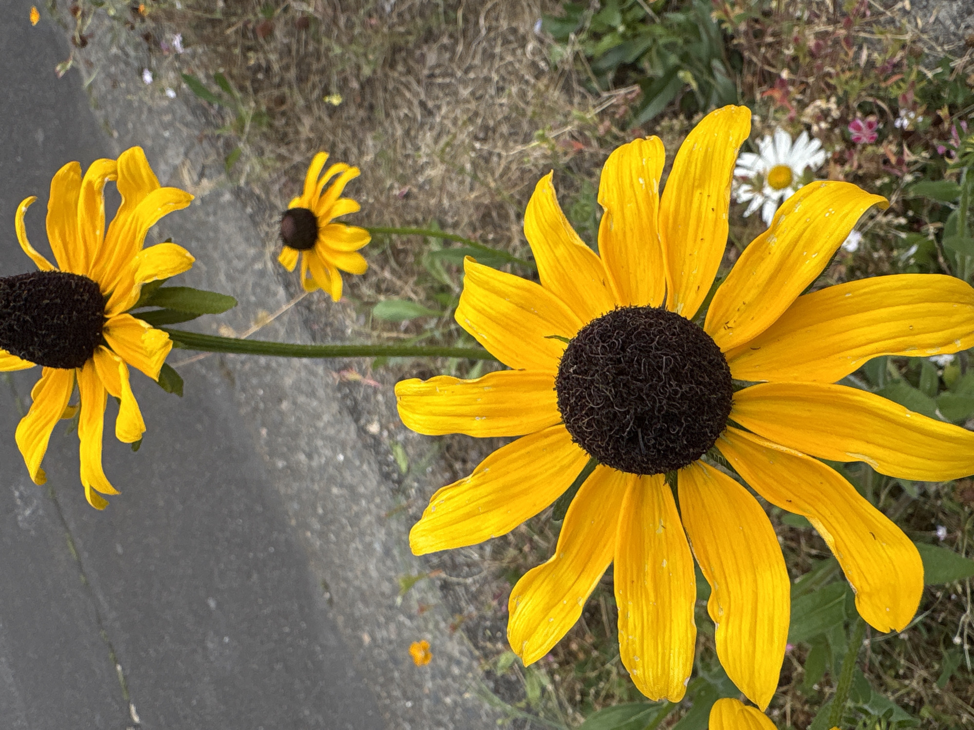 This is a close-up, eye-level, outdoor, vertical, natural light photograph of several black-eyed Susan flowers. The primary focus is on the largest flower in the foreground, which is bright yellow with a dark brown center. Its petals are spread wide, with some appearing slightly wilted or bent. Behind it, and slightly out of focus, are two smaller black-eyed Susan flowers, one in the middle ground and one in the background. The flowers are growing near a gray asphalt surface, possibly a road or sidewalk, with dry grass and some other smaller, less distinct vegetation in the background. The image was taken on August 19, 2023, at 4:57 PM. The location is a residential area in Beaverton, Oregon, United States of America. There are no people or animals visible in the image.