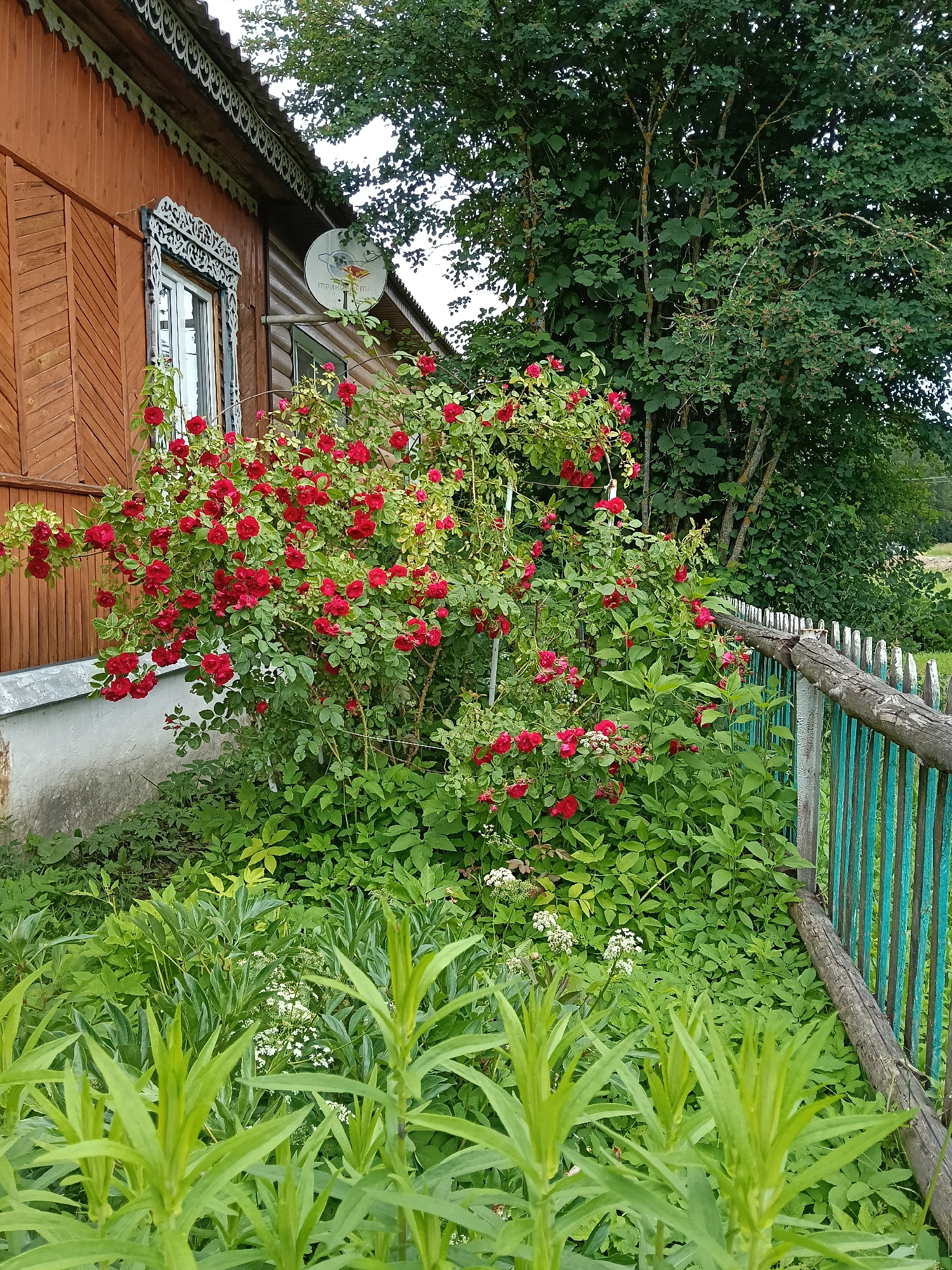 The image depicts a close-up view of a garden with a wooden house in the background, likely located in Красный Маяк, Russia. A bush of vibrant red roses is prominently featured in the center, with its blooms cascading over a weathered, turquoise-painted wooden fence. The house, constructed of dark brown wood planks, has decorative white trim around a window and a satellite dish mounted on its exterior wall. Lush green foliage, including various types of plants and leaves, fills the foreground and surrounds the rose bush, creating a dense, naturalistic setting. The fence is made of vertical wooden slats, some of which show signs of age and wear. The overall scene conveys a rural or semi-rural aesthetic.