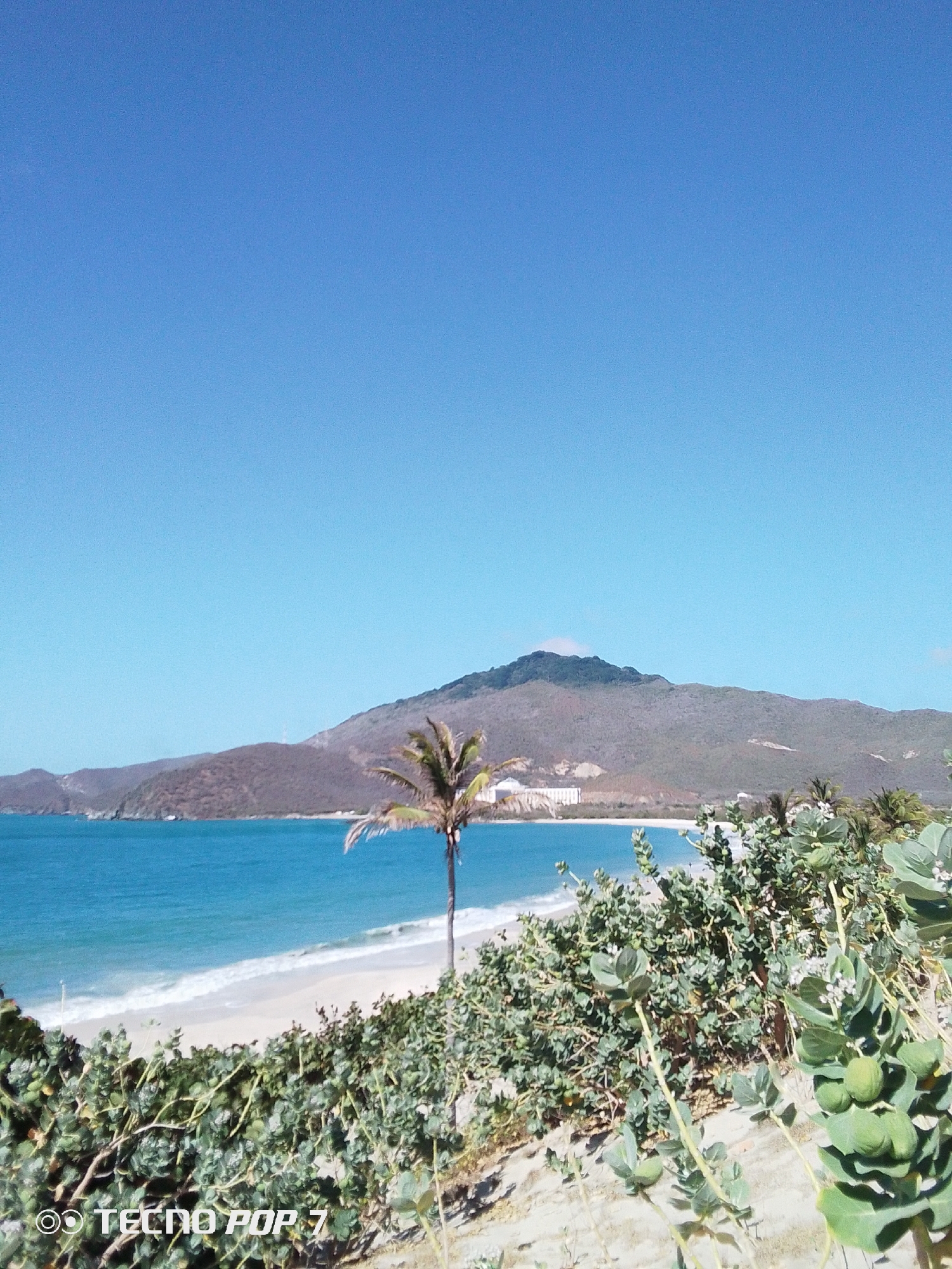 The image depicts a tropical beach scene under a clear blue sky. In the foreground, there is lush green vegetation on sand dunes. A lone palm tree stands between the vegetation and the beach. The beach has white sand, and the water is turquoise. In the background, there are hills and a mountain range. A building complex is visible along the coastline at the base of the mountains. The location appears to be in an unknown city.
