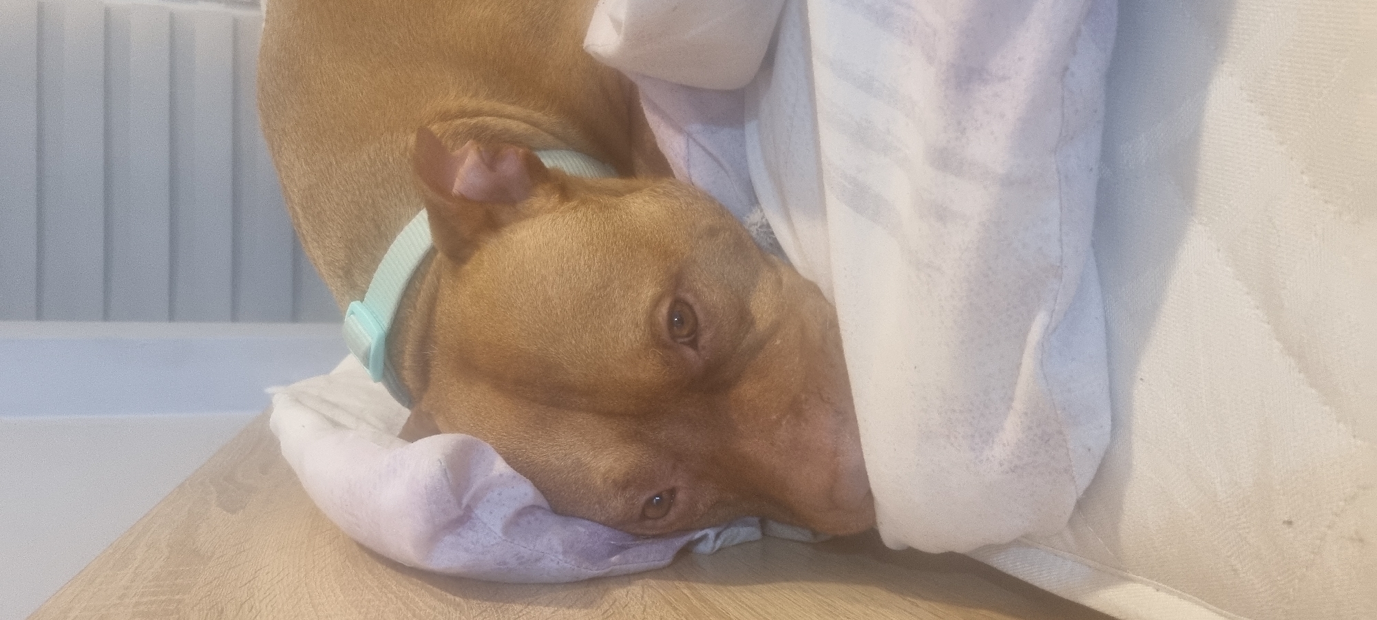 The image presents a close-up, horizontal view of a light brown or tan dog, possibly a Pit Bull type, resting indoors. The dog's head is turned to the right, looking directly towards the viewer with a calm and gentle expression. It is wearing a light blue or aqua-colored collar. Its head rests on a crumpled piece of light purple and white fabric or bedding. To the dog's right, a wooden surface is visible, likely a floor or a piece of furniture. To the dog's left, a mass of white bedding or fabric partially covers its body. In the background, behind the dog's neck, a light-colored structure with vertical slats, possibly a radiator or blinds, suggests an indoor domestic setting. The lighting is soft and even, indicating an indoor environment without direct sunlight. There is no visible text in the image.