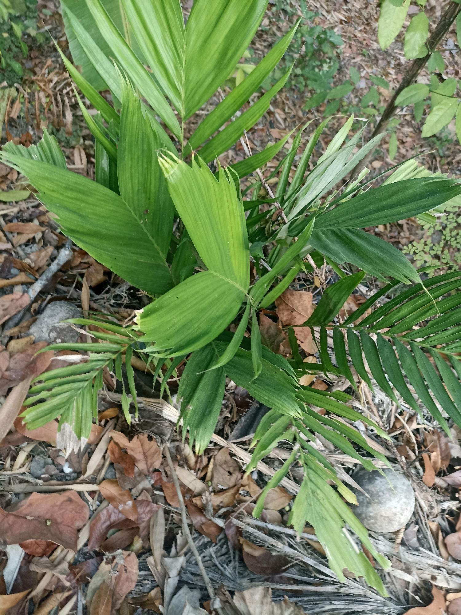 The image shows a close-up, high-angle view of a cluster of bright green palm fronds growing from the ground. The fronds are lush and some have been damaged, with torn edges and yellowing tips. They are surrounded by a dense layer of dry, brown leaves, twigs, and small stones, suggesting an outdoor, natural environment. The ground is covered with this natural debris, indicating it is likely an uncultivated area, possibly a garden or a forest floor. The overall impression is of a small plant struggling to thrive amidst the detritus of its surroundings. The location is identified as Widoro, Indonesia. There are no people or animals visible in the image.