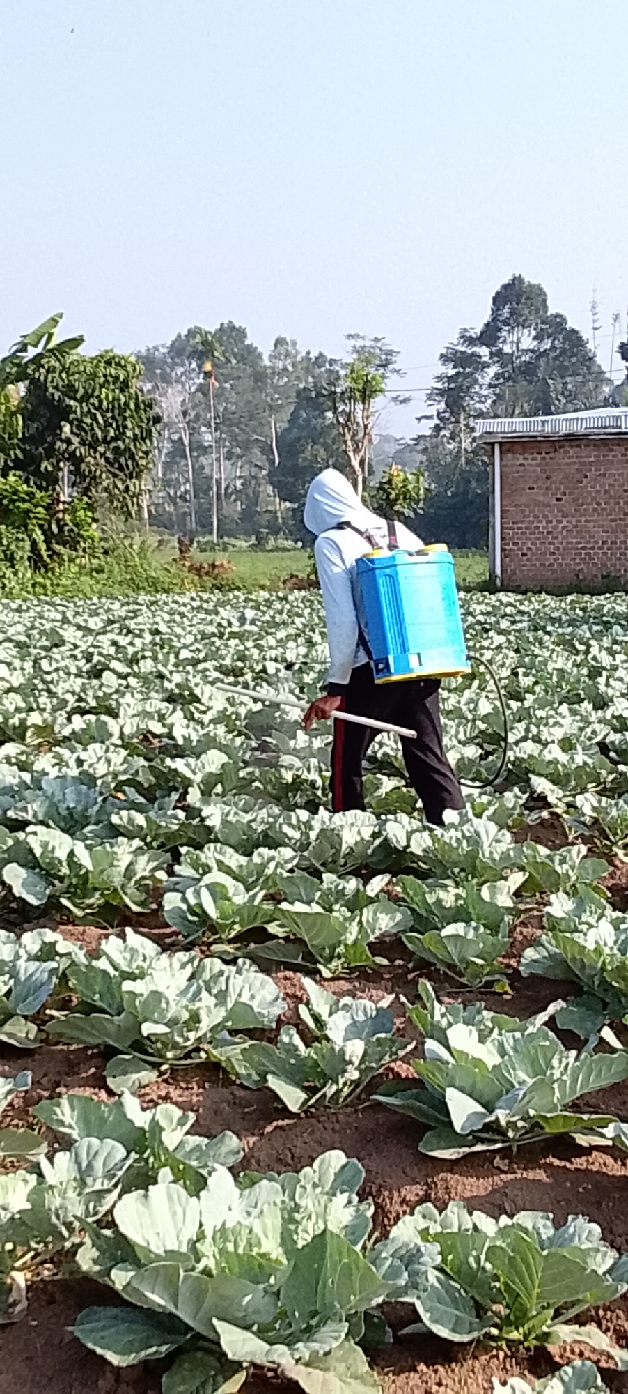 A person wearing a light blue hooded shirt and dark pants is spraying pesticides in a cabbage field. The person carries a blue and yellow backpack sprayer and holds a wand with a white tube. The field is filled with rows of young cabbage plants, and the soil is visible between them. In the background, there are trees, a brick building with a corrugated metal roof, and a clear sky. The scene appears to be in Padang Dalom, Indonesia, indicated by the presence of tropical vegetation and architectural style.