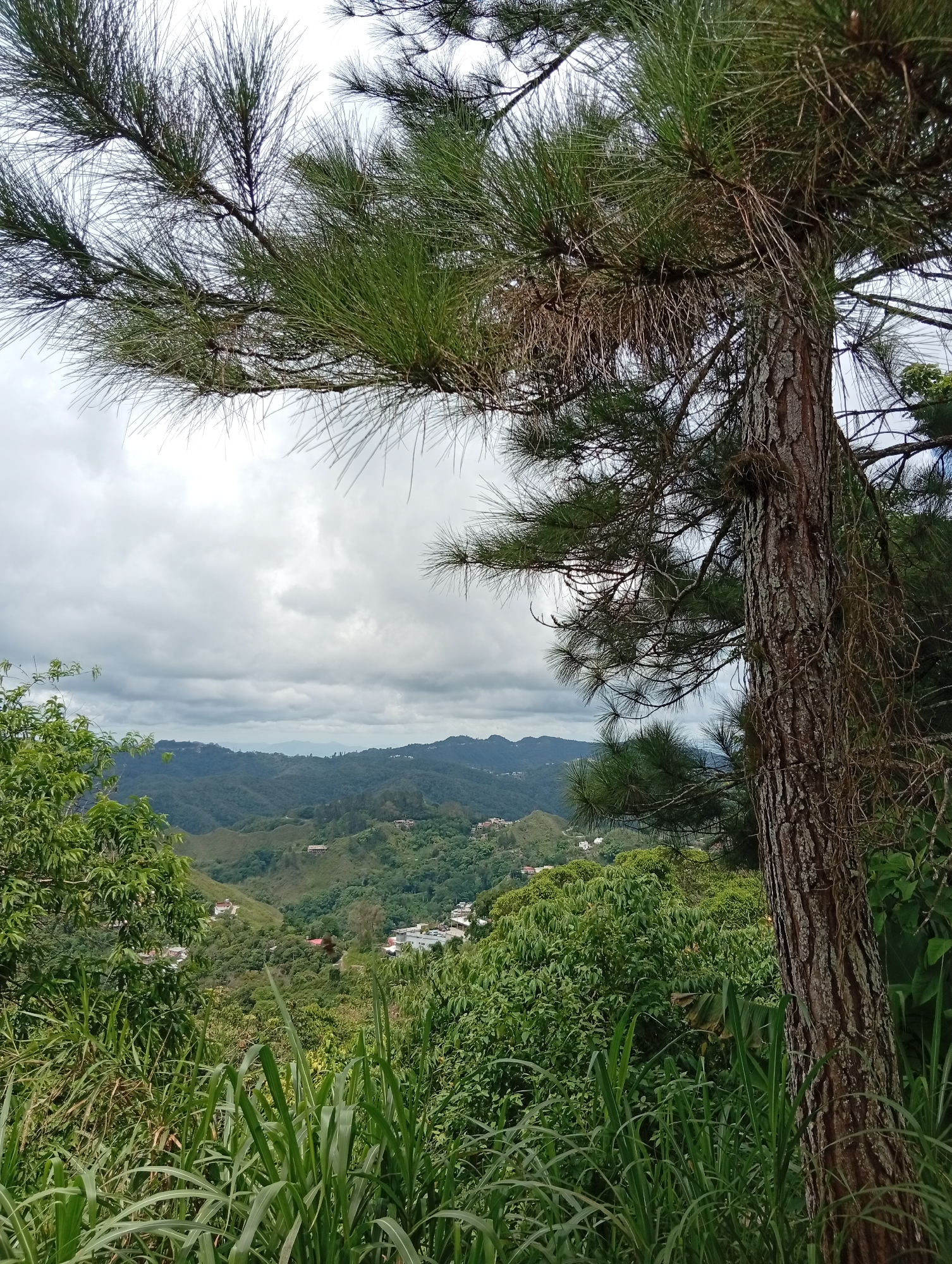 The image captures a scenic view of the mountainous terrain surrounding San Antonio de Los Altos, Venezuela, under a cloudy sky. In the foreground, a large pine tree trunk stands prominently on the right, with its textured bark and branches extending upwards and to the left. Its needles create a natural frame for the landscape beyond. Dense green foliage, including tall grass-like plants, occupies the lower portion of the frame.
The midground reveals rolling hills covered in lush vegetation, interspersed with scattered houses and buildings, indicating a residential area within the natural landscape. The distant background showcases layered mountain ranges fading into a hazy, muted blue under the overcast sky. The overall impression is one of a natural, somewhat rural environment with human settlements integrated into the hillsides. No people or animals are visible in the frame. The lighting suggests an overcast or diffused light condition.