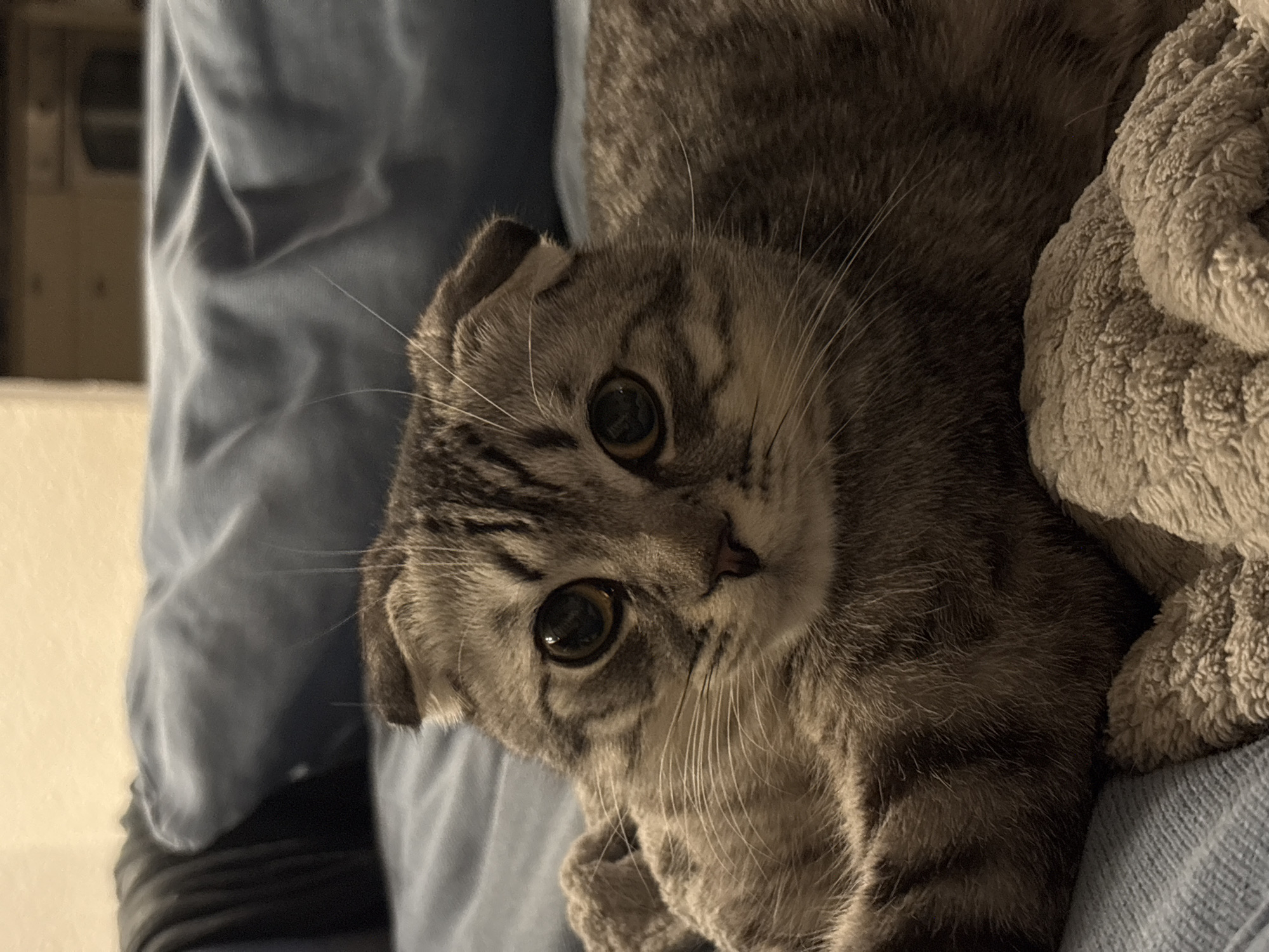 A close-up shot shows a gray tabby Scottish Fold cat with large, round eyes and folded ears, resting on what appears to be a person's lap. The cat is nestled against a crumpled blue garment and a beige fuzzy blanket. The background is slightly blurred, showing a wall in soft light. The location in Perm, Russia, is not discernible from the visual information available.