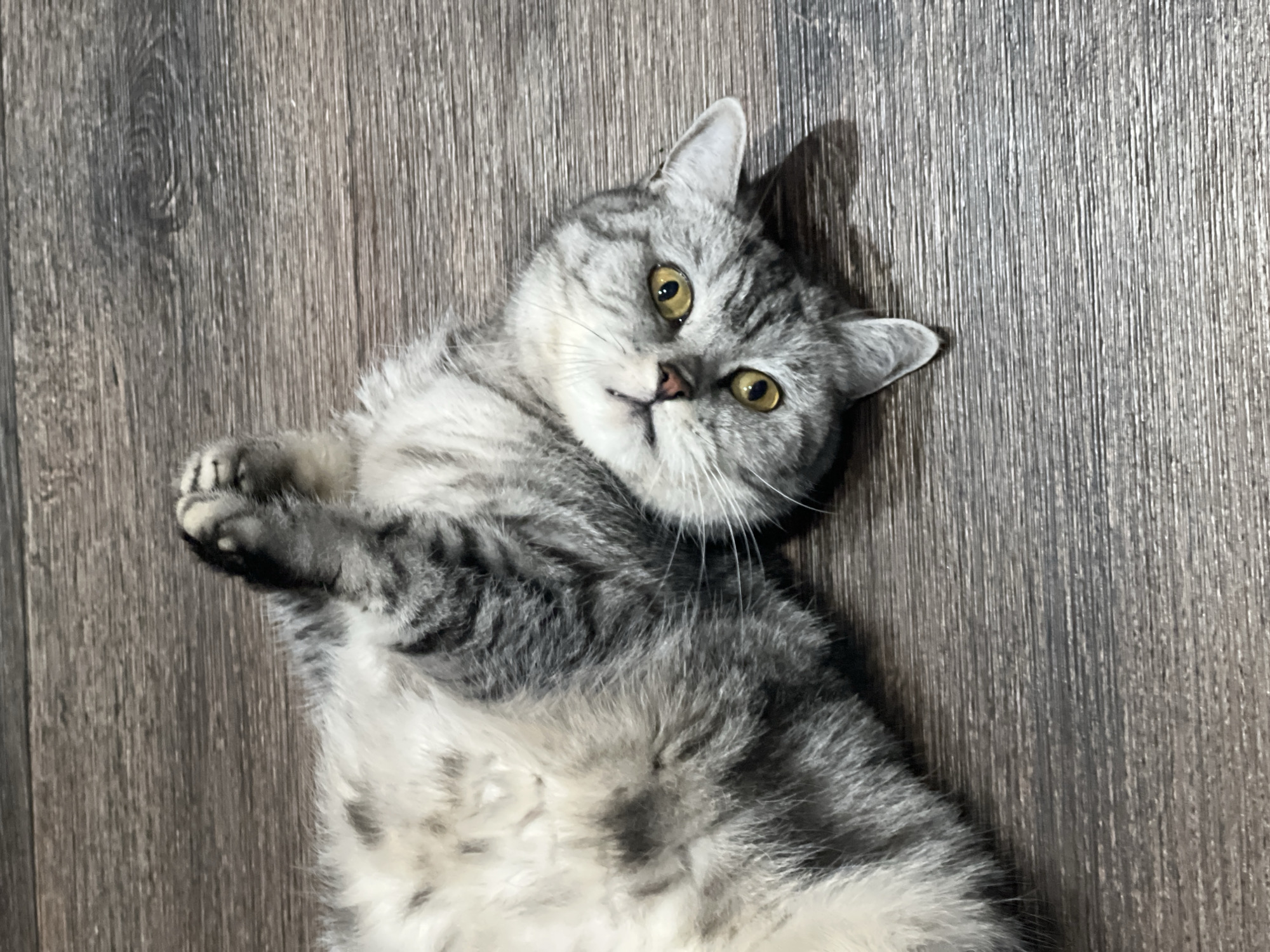 A domestic cat, likely a British Shorthair or similar breed given its stout build and dense fur, is captured lying on its back on a wooden floor. The cat features a silver tabby coat with prominent dark grey stripes and patches, contrasting with lighter, almost white, fur on its belly. Its large, round eyes are a distinct golden-yellow, fixated directly at the viewer with an alert and curious expression. The cat's front paws are gently curled and held together near its chest, a common relaxed or playful posture. Its small nose is a light pinkish-brown.
The setting is indoors, with the cat resting on a textured wooden floor. The wood grain runs vertically throughout the image, displaying shades of medium-dark grey and brown. The lighting appears even, highlighting the cat's features and the texture of its fur. A soft shadow is visible behind the cat's right ear, suggesting a light source from the front or top-left. No other objects or details are visible in the background besides the floor. The activity shows the cat in a moment of rest or engagement, possibly reacting to the photographer. There is no visible text in the image. The location context for this scene is Votkinsk, Russia.