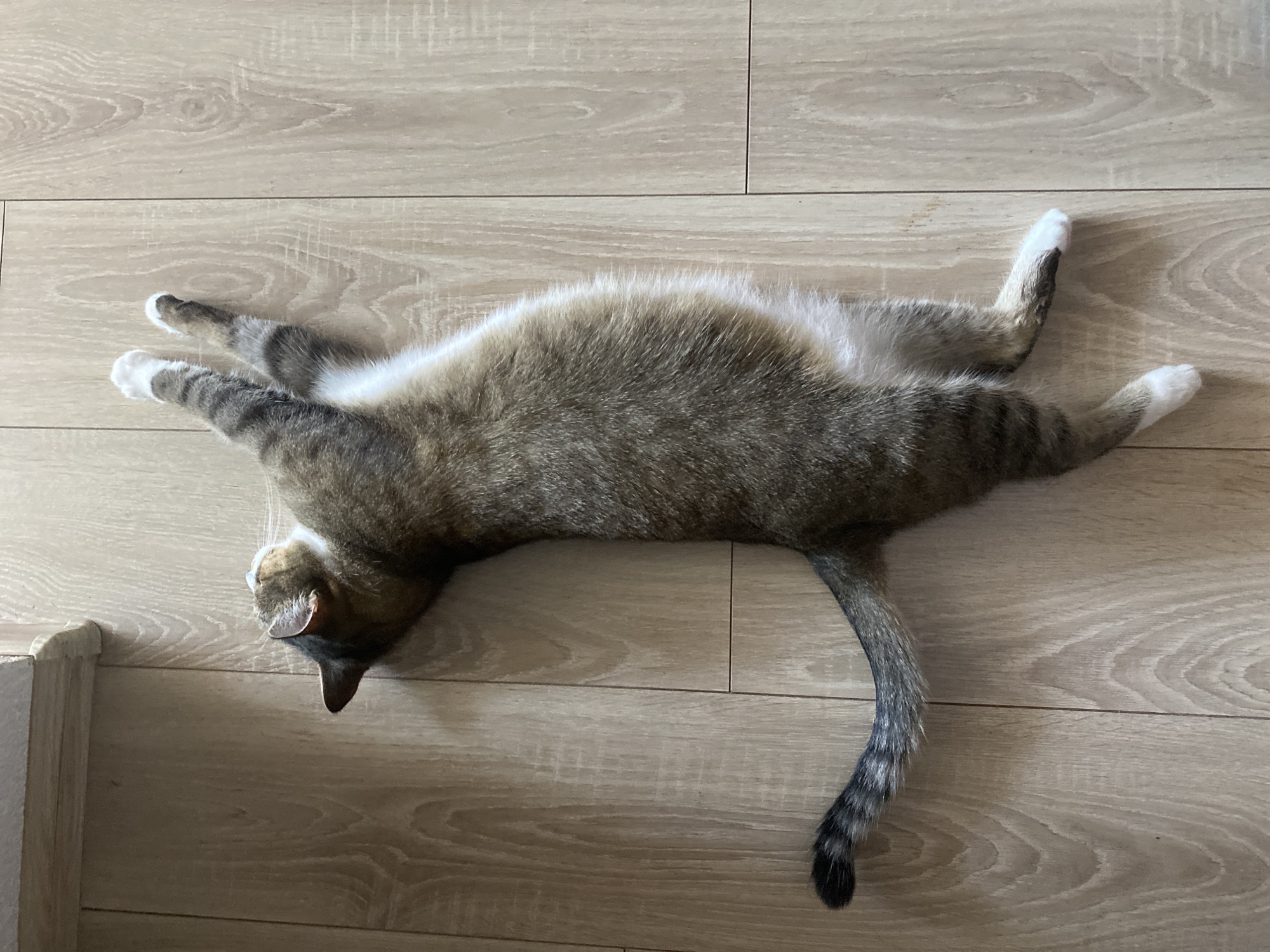A tabby cat with white paws lies stretched out on a light-colored wooden floor. The cat is positioned vertically in the frame, with its head at the top and its tail at the bottom. Its fur is a mix of brown, gray, and white stripes. The floor appears to be made of laminate or wood planks, with visible grain patterns. The lighting suggests an indoor environment. No people are present in the image. The location of Novokuybyshevsk, Russia, is not discernible from the visual information provided in the image.