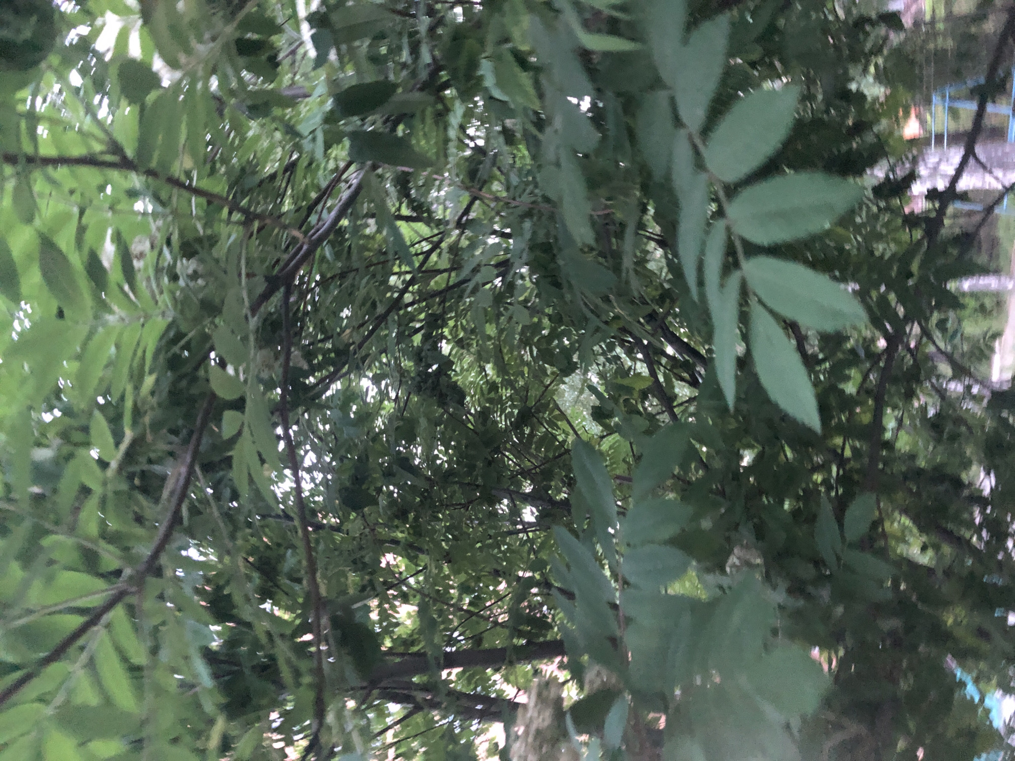 The image displays a dense canopy of green leaves and dark tree branches, viewed from below looking upwards. The overall perspective is tilted, with the "up" direction of the tree appearing towards the right side of the frame.
**Subjects:** The primary subjects are the leaves and branches of one or more trees, possibly forming a thick canopy. The leaves are predominantly a medium to dark green, with some lighter patches where sunlight filters through. The branches are dark brown or black, crisscrossing the frame. In the blurry background on the right side of the image, faint structural elements are discernible, including what appears to be part of a metal structure with blue components and a reddish-orange shape, possibly indicating playground equipment or a distant building.
**Activity or event taking place:** No specific activity or event is visible. The image captures a static natural scene.
**Notable details:** The light filtering through the leaves suggests it is daytime, possibly under an overcast sky or within deep shade, as there are no distinct shadows. The dense foliage creates a sense of being enveloped by nature. The blurry background elements hint at a human-made environment, such as a park, backyard, or an area adjacent to buildings, rather than a wild forest. No visible text is present.