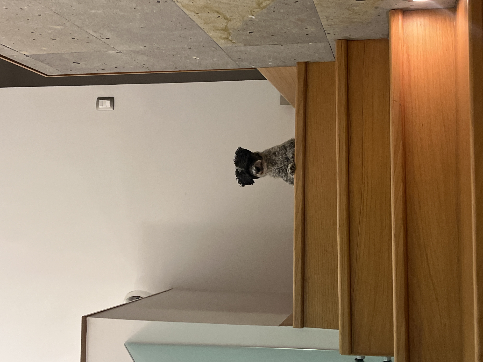 A gray and black, medium-sized dog stands on the top of a staircase. The staircase is made of light brown wood. A white wall is visible in the background, featuring a light switch. The ceiling is composed of grey tiles. The base of a light-green cabinet is visible below the dog. While the location is specified as Barrio de Nuevo León, Mexico, this cannot be verified from the visual information.