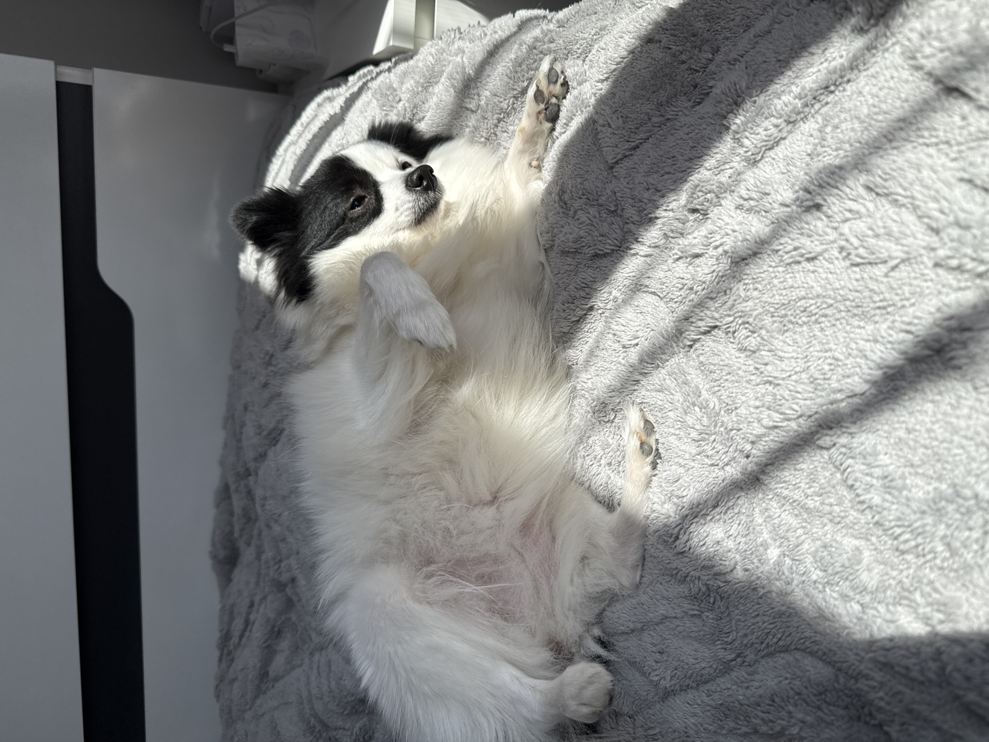 A black and white dog is lying on its back on a gray blanket. The dog has a black patch over its left eye and a white body. The dog's paws are in the air. The blanket is textured and appears to be made of fleece. The dog is resting indoors next to a white wall and dark gray trim. The location cannot be determined to be in the city of Stara Zagora, Bulgaria, based on the visual information provided.