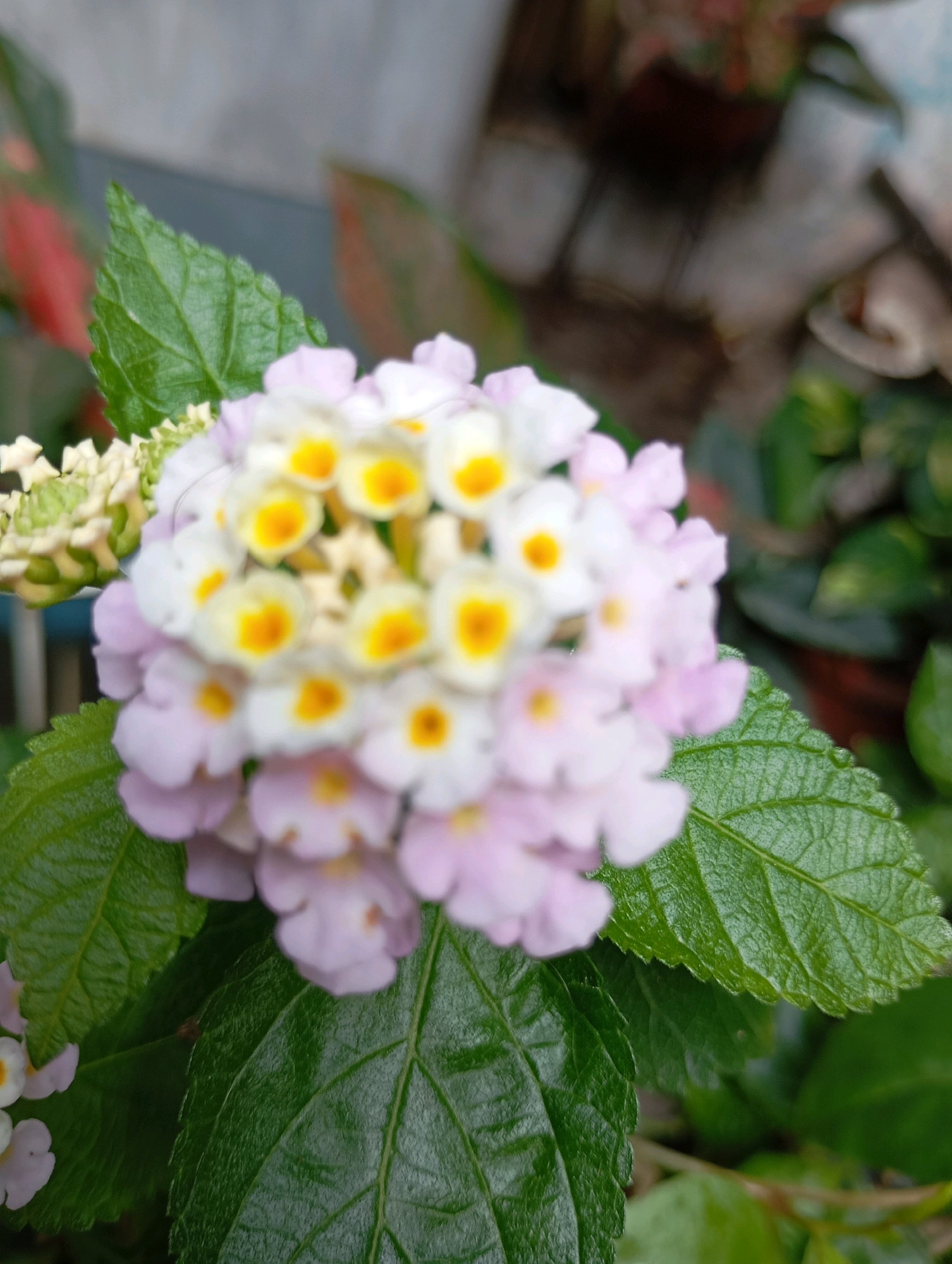The image shows a close-up of a cluster of small, multi-colored flowers, likely Lantana, with a predominantly white and light pink hue, accented by yellow centers. The flowers are arranged in a spherical inflorescence, with some unopened buds visible on the left. Lush green leaves with a textured, veined surface surround the flowers. The background is blurred, showing hints of other foliage and an out-of-focus background that suggests an outdoor setting, possibly a garden. The scene is likely located in Balikpapan, Indonesia, given the typical flora found in the region.