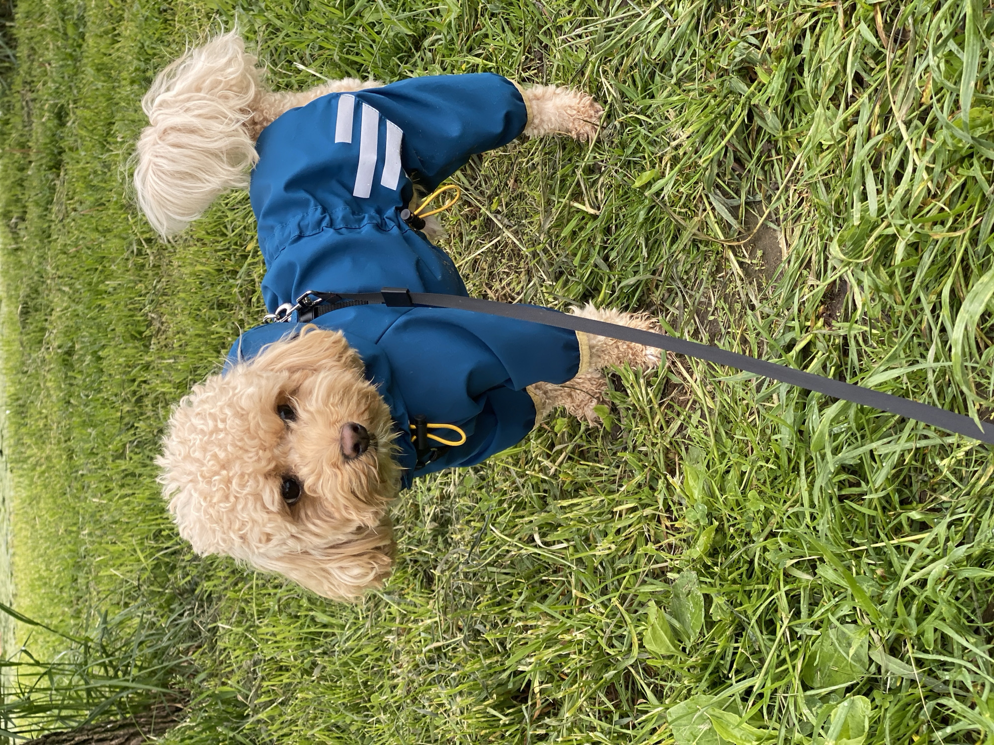 A medium-sized, cream-colored poodle wearing a blue jacket with white stripes on the back is standing in a grassy area. The dog has a black leash attached to the jacket and is looking directly at the camera. The grass is green and appears to be freshly cut. The location appears to be a park or other grassy area.
