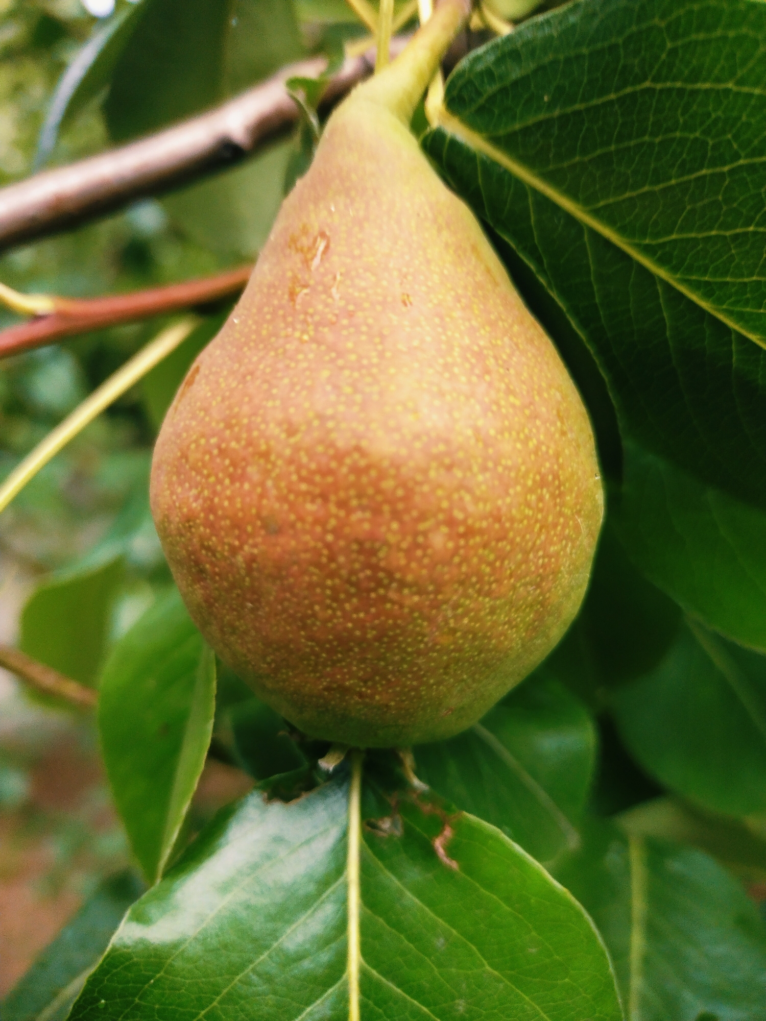 A close-up, eye-level shot captures a single, unripe pear hanging from a branch. The pear is primarily a soft brown color with subtle hints of green, dotted with numerous small, lighter-colored lenticels. Small droplets of water are visible on its surface. The pear is surrounded by large, vibrant green leaves that show intricate vein patterns. A thin branch, darker brown in color, extends diagonally from the upper left to the middle of the frame, with another lighter-colored branch behind it. The background is a soft blur of greens and browns, suggesting a natural, outdoor setting. The image appears to have been taken in a fruit orchard or a garden.