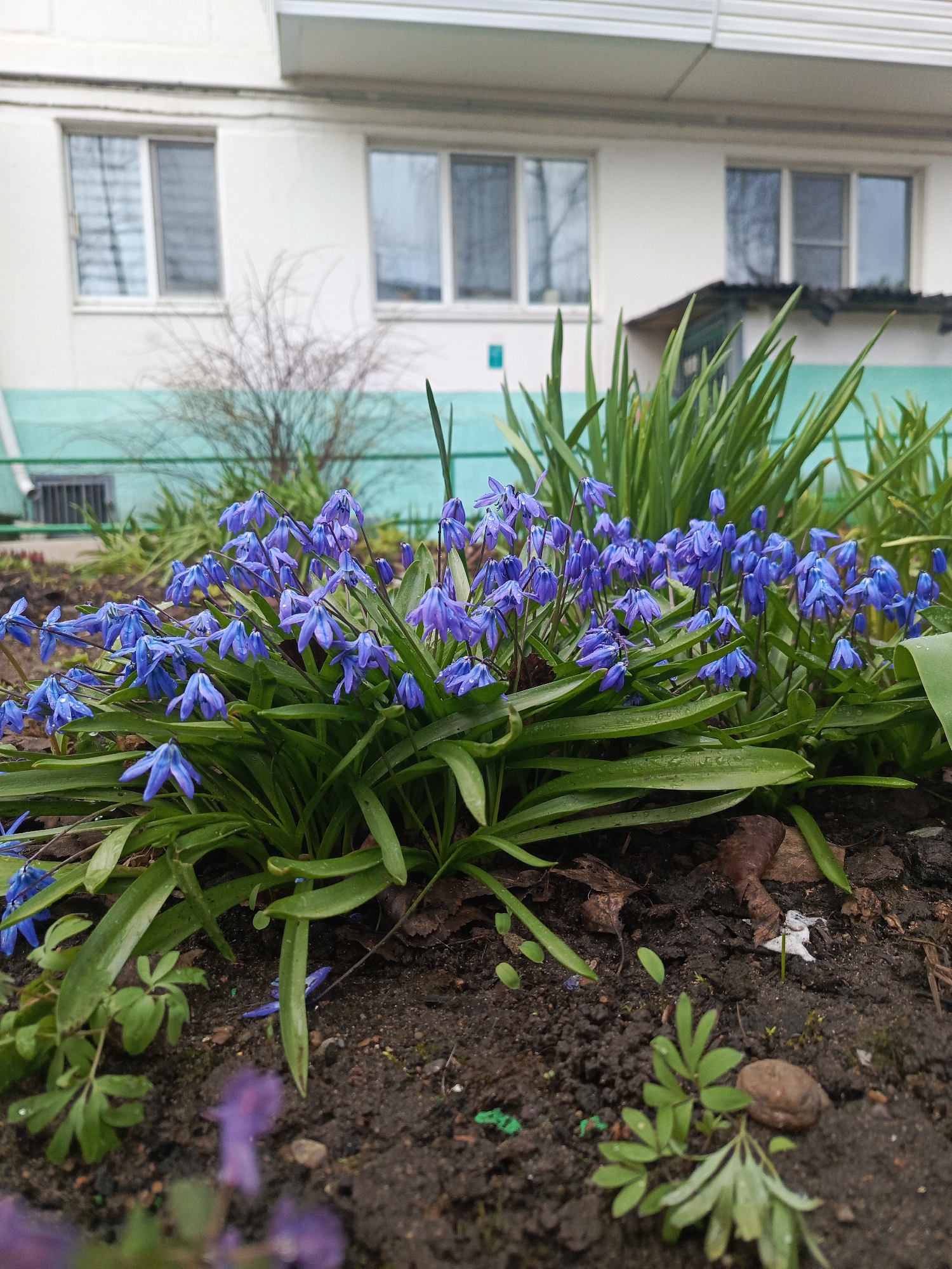 This image presents a close-up view of a vibrant bed of blue Siberian squill (Scilla siberica) flowers, likely taken in Chaikovsky, Russia. The small, bell-shaped flowers display shades of blue and purple and are adorned with numerous tiny water droplets, indicating recent rain or morning dew. They are surrounded by their own lush green, strap-like leaves and other taller green foliage, possibly from early spring bulbs, forming a dense cluster in the foreground. The dark, damp soil of the garden bed is visible beneath and around the plants, with some dry brown leaves and small green shoots.
In the background, a segment of a white multi-story residential building dominates. The building features several rectangular windows with white frames, reflecting the soft, overcast daylight. A distinct horizontal band of teal or light green paint runs along the lower facade of the building. Behind the flowers, bare tree branches, characteristic of early spring, are faintly visible against the building. The scene captures the beauty and freshness of spring, with the flowers blooming vigorously. No specific human activity is depicted, and no text is visible within the frame. The overall impression is one of natural beauty in an urban or suburban setting during the early part of the spring season.