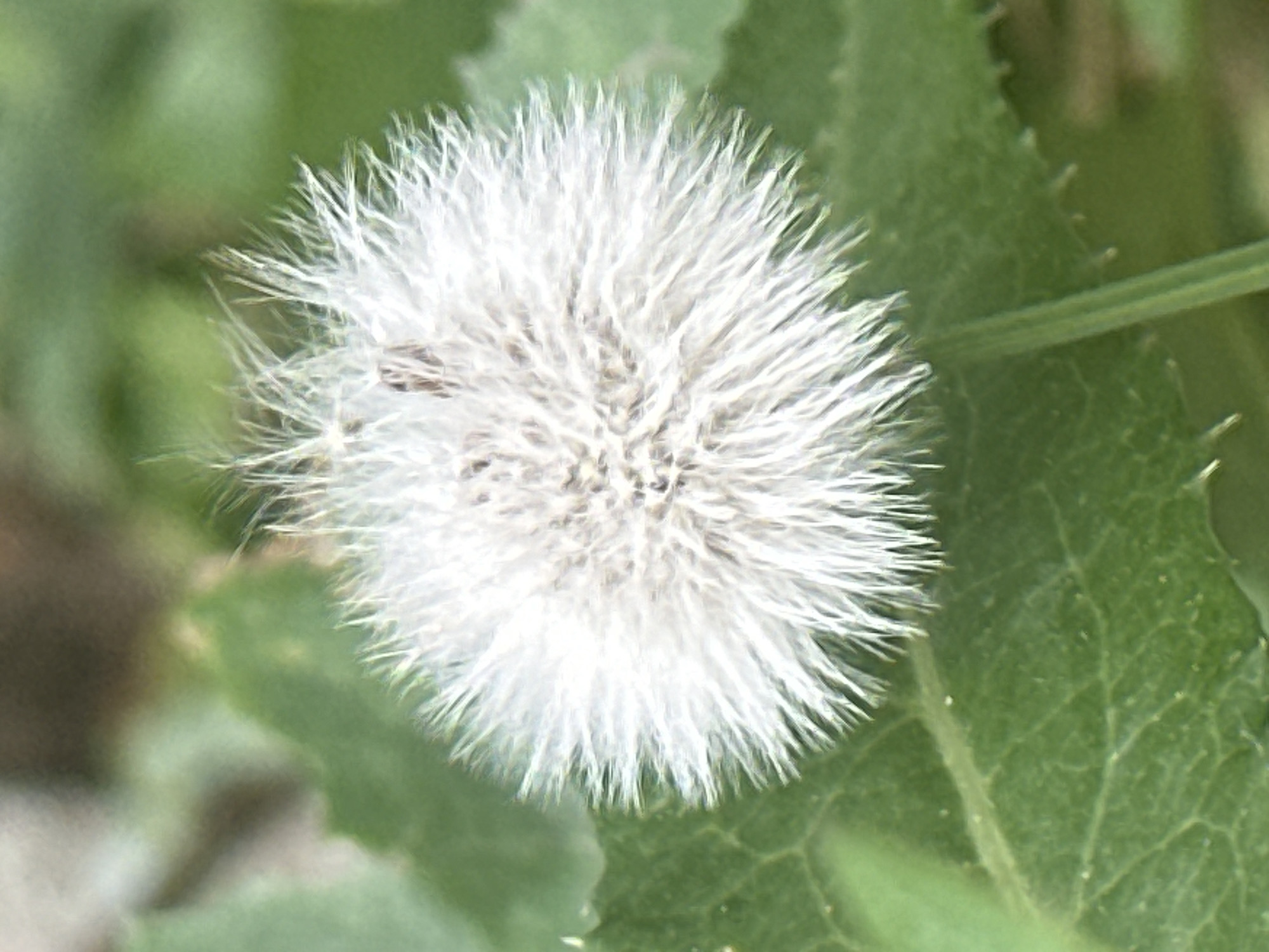 The image shows a close-up view of a white, fluffy seed head of a plant, possibly a dandelion, in an outdoor setting. The seed head is spherical and composed of many fine filaments. It is surrounded by green leaves, some of which are in focus and show prominent veins, while others are blurred in the background. The lighting suggests it is daytime, with soft light illuminating the subject. There are no people or man-made structures visible in the frame. The environment appears to be natural, possibly a park, garden, or a wild area. The image does not contain any visual information that would allow for the determination of its location within the city of Almaty, Kazakhstan.
