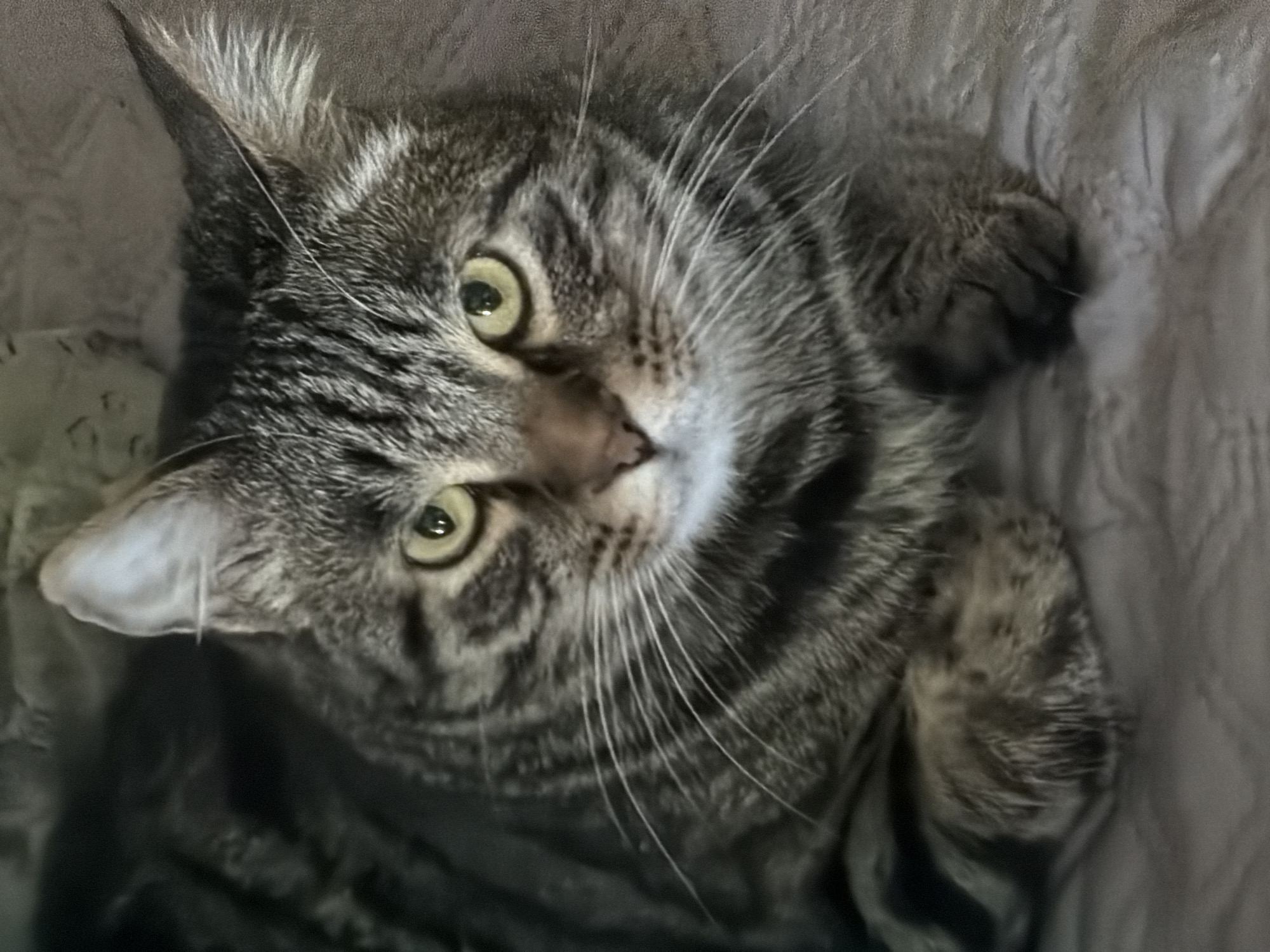 A gray tabby cat lies on a light-colored, textured surface, possibly bedding. The cat is positioned with its head tilted towards the viewer. Its eyes are light green. The cat's ears are pointed and tufted with longer hairs. The cat's fur is patterned with dark stripes. The location in Bishkek City, Kyrgyzstan is not discernible from the image.