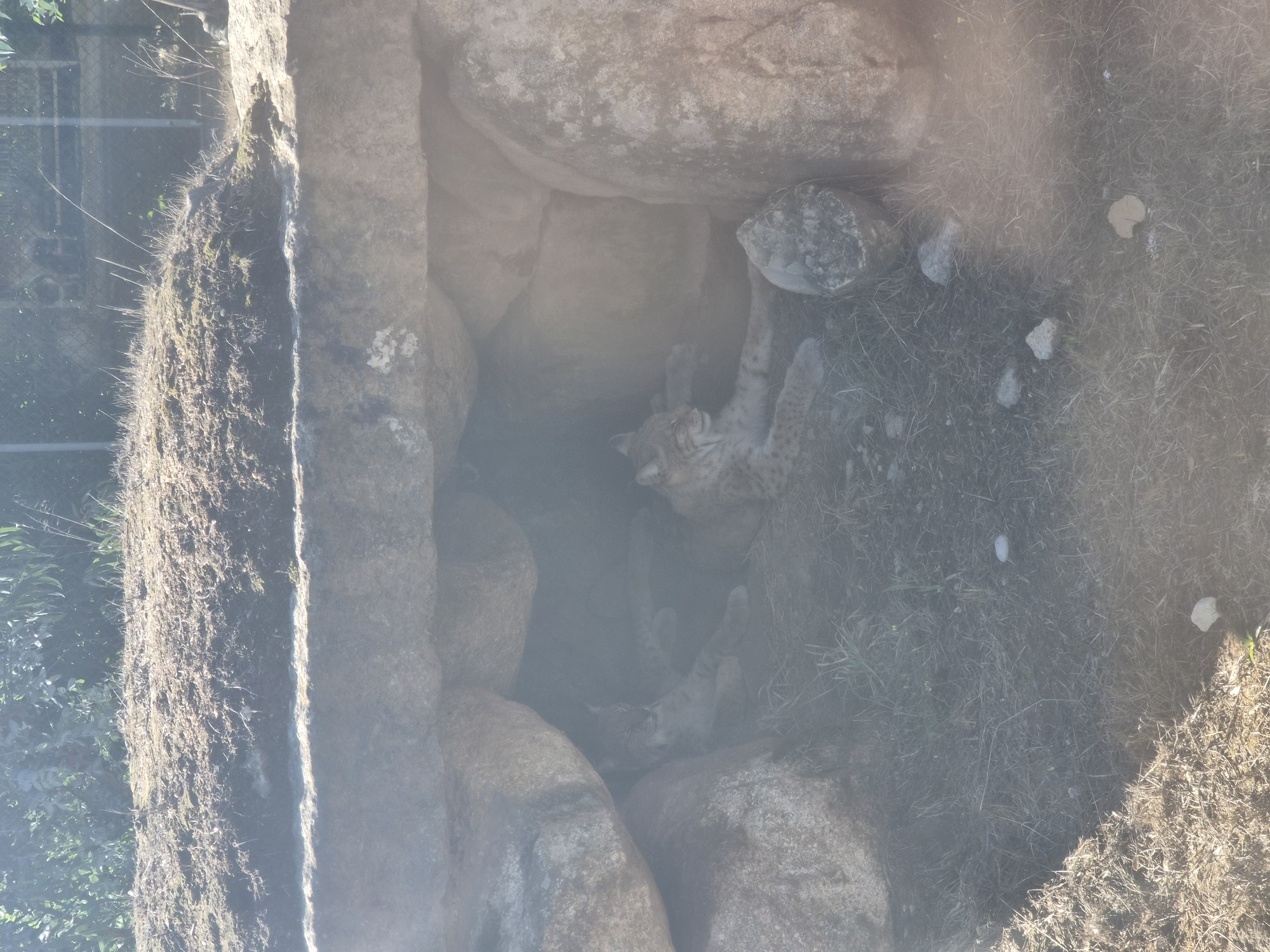 This is a medium-shot, eye-level, natural light photograph of two Iberian lynx resting in a rocky enclosure. The enclosure appears to be a naturalistic habitat within a zoo or wildlife park, possibly located in Vila Nova de Gaia, Portugal. The lynx, a species native to the Iberian Peninsula, are medium-sized wild cats with spotted fur and tufted ears. One lynx is in the foreground, lying on its side with its eyes closed, appearing relaxed. The second lynx is further back and partially obscured, also appearing to be resting. The enclosure is characterized by large, rough-textured rocks forming a shelter-like structure, with dry grass and scattered smaller stones on the ground. The background shows some foliage and a metal fence, further suggesting a managed environment. The lighting is somewhat diffused, possibly due to haze or sunlight filtering through trees, creating a slightly hazy appearance.