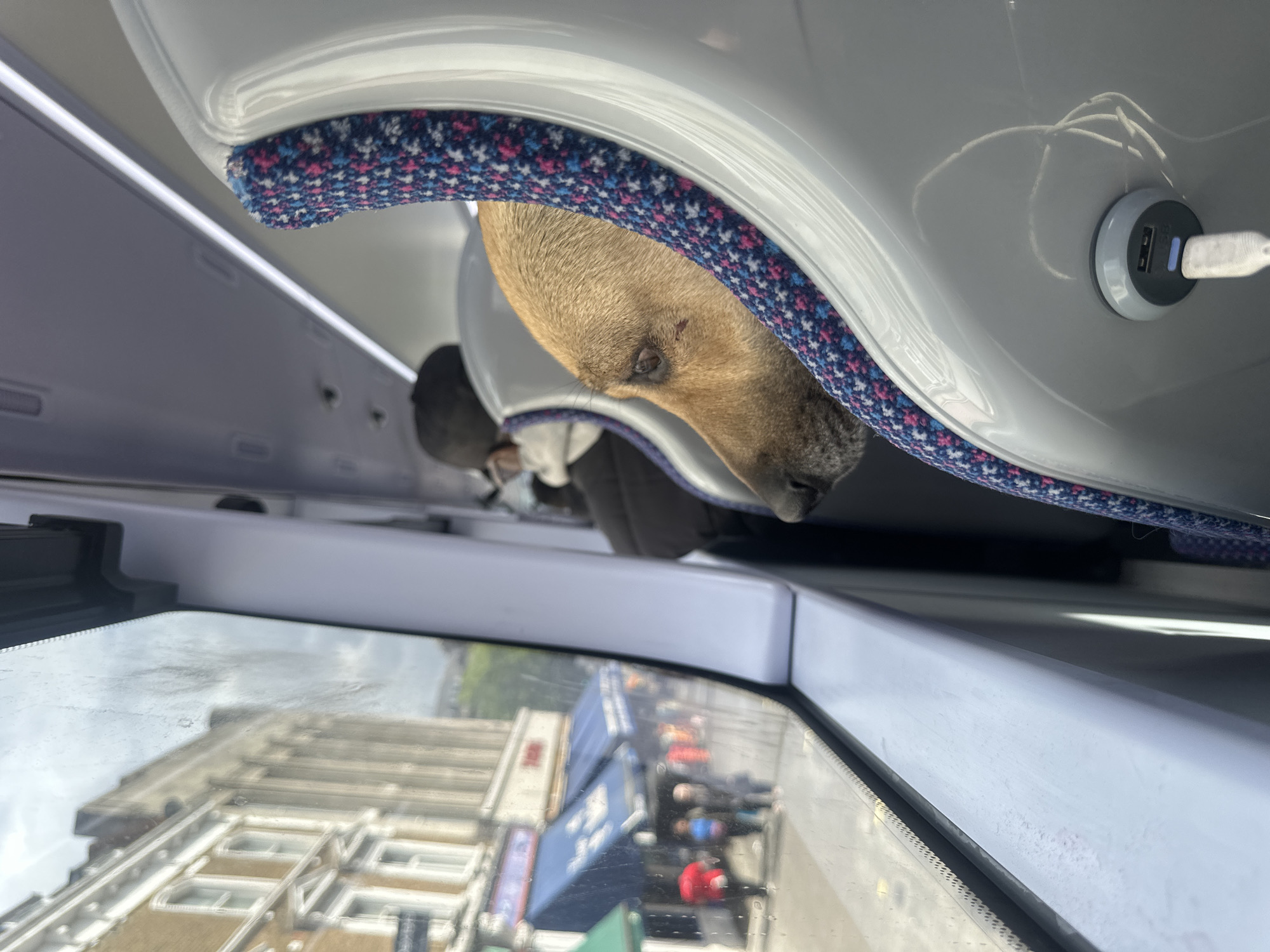 The image shows the head of a brown dog resting on the seat of a bus in London, United Kingdom. The dog is positioned near the window, with the city landscape visible through the glass. The interior of the bus is modern, featuring a cushioned headrest with a blue and pink pattern and a USB charging port. The window is slightly dirty, and the outside view includes buildings, traffic, and pedestrians. The scene is captured from an unconventional angle, appearing to be taken from above the dog's head.