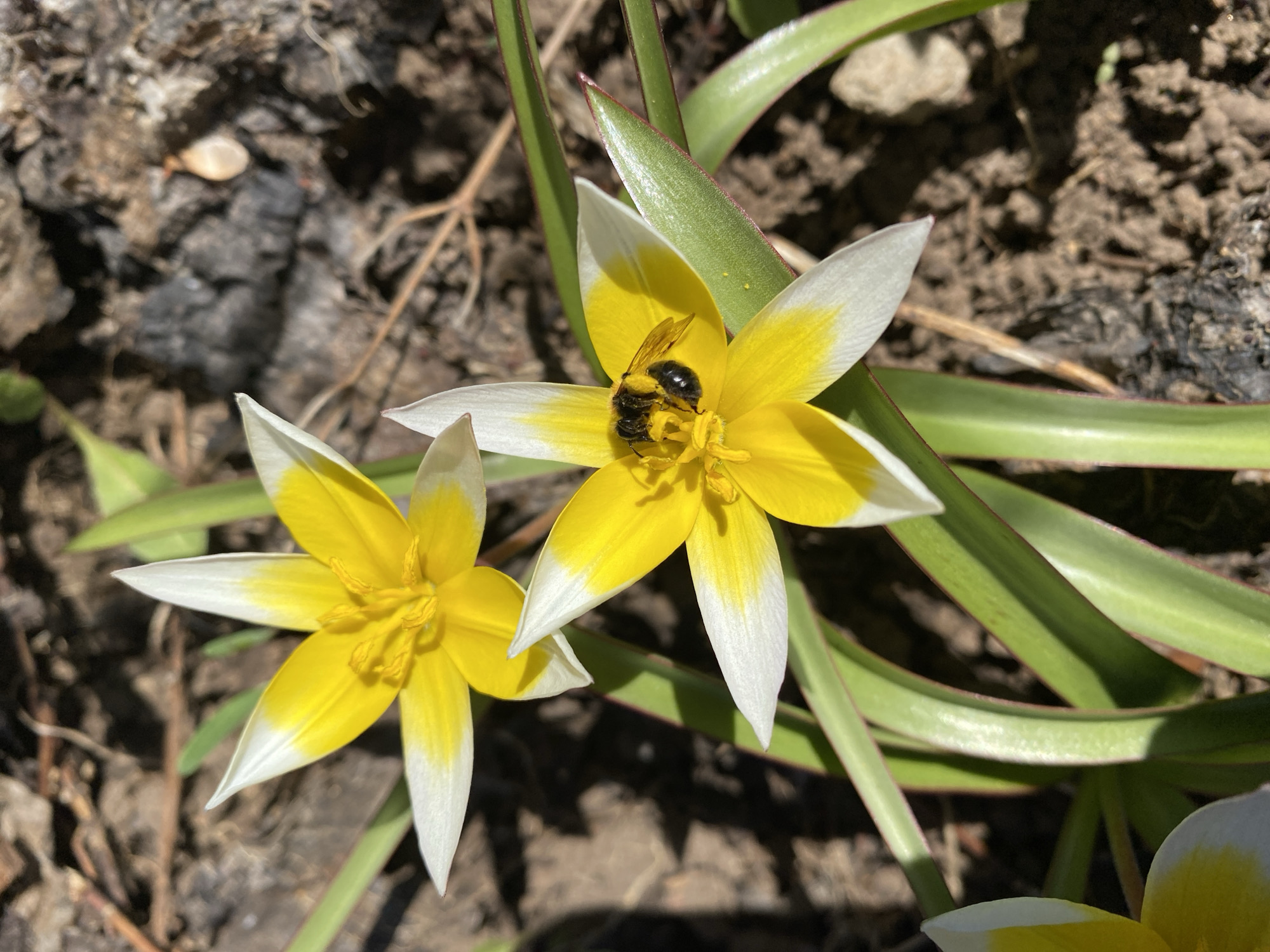 The image shows two blooming Tulipa tarda flowers, also known as late tulips, in an outdoor setting. The flowers have a yellow center and white-tipped petals. A black bee is visible inside the flower on the right. The flowers are surrounded by green, grass-like leaves. The ground is composed of dry dirt and small pebbles. Based on the location provided (Прикамский, Russia), it is inferred that this image was likely taken in or near this city.