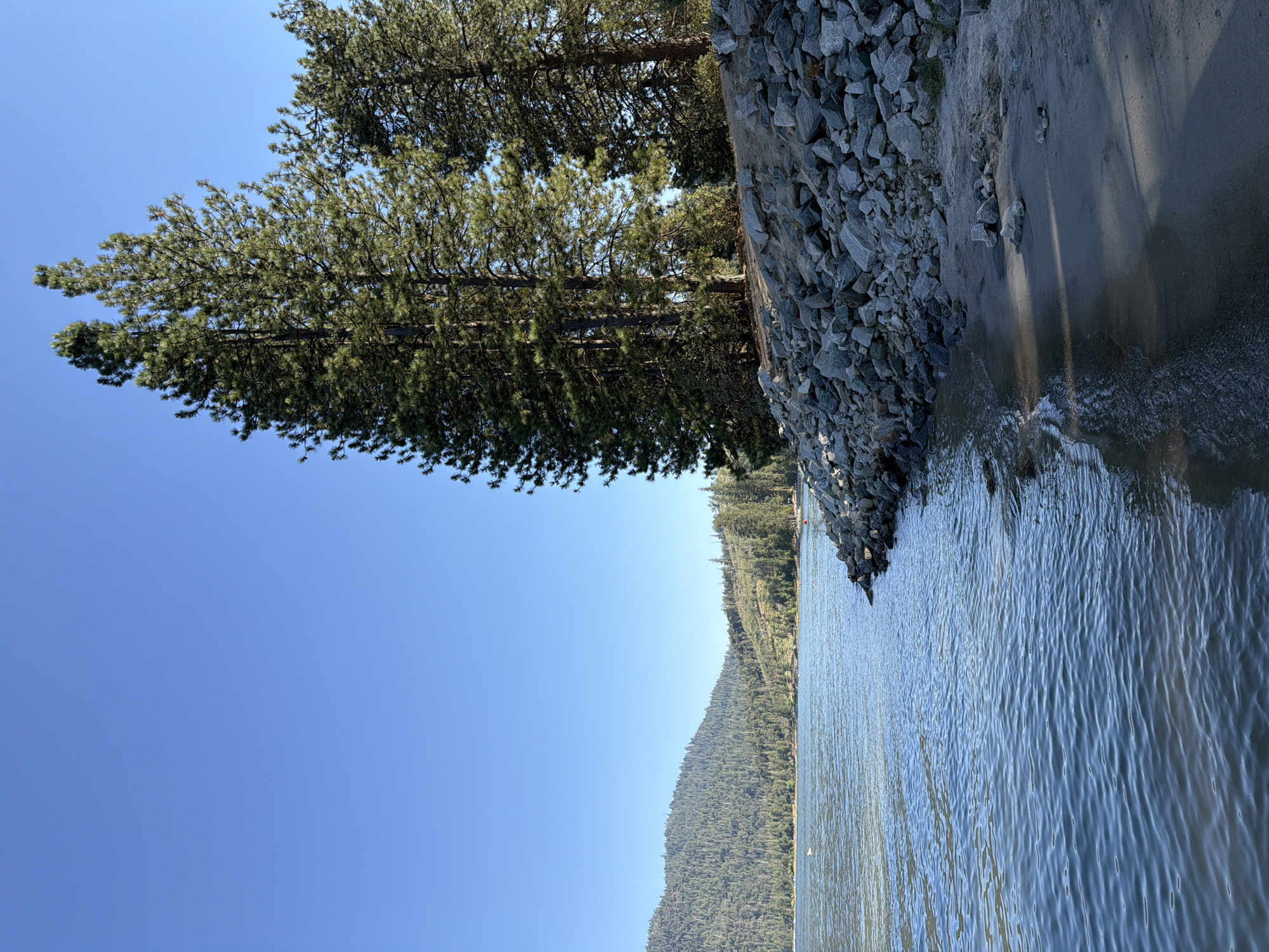 The image depicts a sunny day at Bass Lake, California, United States of America. The foreground features a sandy beach with a rocky embankment and calm water lapping at the shore. Several large pine trees stand tall on the embankment, casting shadows on the sand. The water extends into the midground, where it meets a tree-covered hillside that slopes upwards to a clear blue sky. In the distance, more trees and hills are visible, with a few small buoys dotting the water. The scene is natural and serene, with no people or structures immediately apparent, suggesting a remote or undeveloped area of the lake.