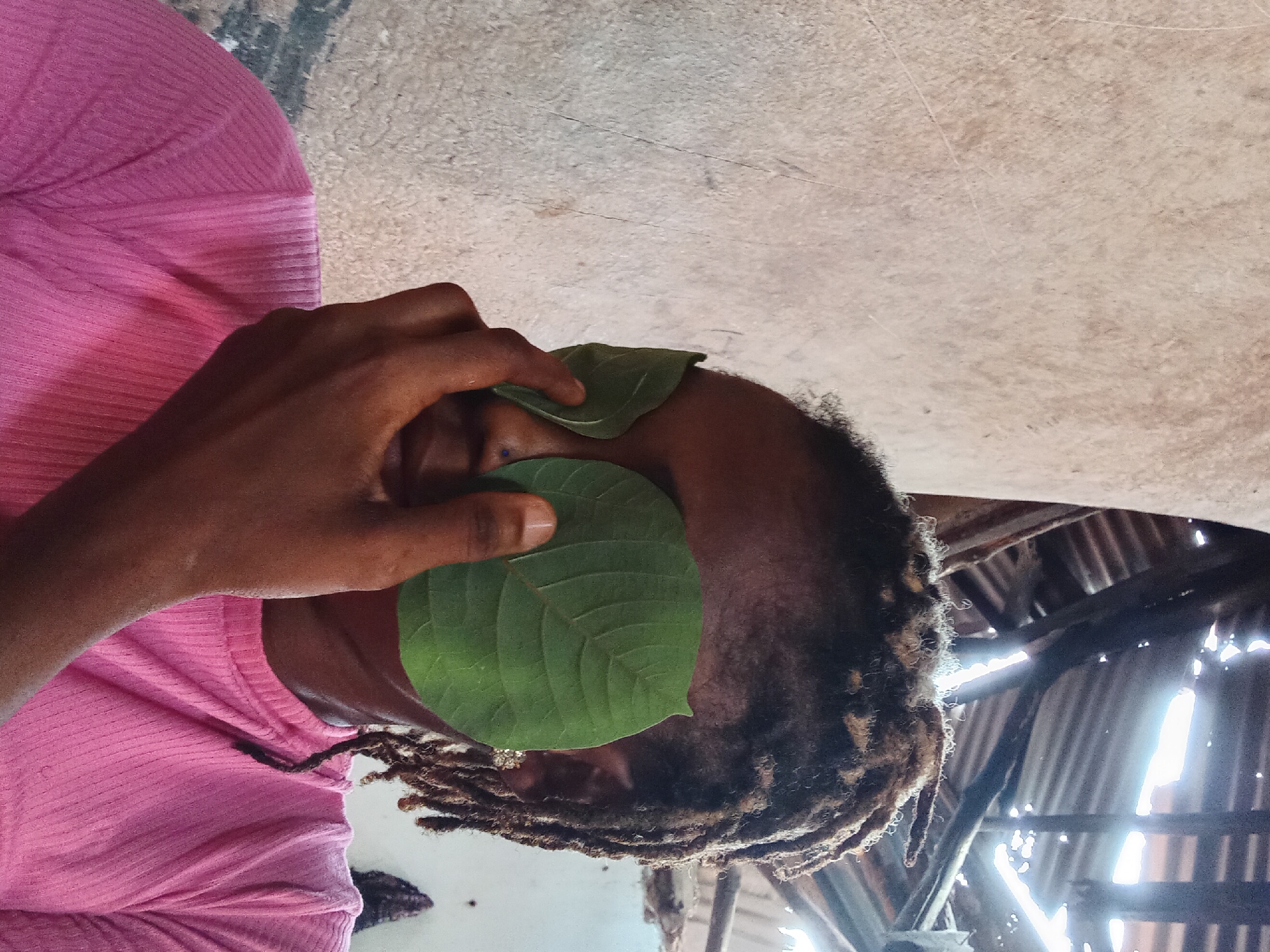 The image, rotated 90 degrees counter-clockwise from its natural orientation, depicts a close-up of a person with dark skin and dreadlocks. They are wearing a pink, ribbed shirt.
The central focus is on the person's face, where two large, vibrant green leaves are placed over their eyes and upper cheeks. One of the person's hands, matching their skin tone, is visible on the left, gently holding the lower leaf in position. The leaves display clear vein patterns.
The background is divided. In the upper right section of the image (when viewed upright), there is a light-colored, textured surface, possibly a concrete floor or a simple, worn table. The lower right background reveals a more complex setting: an indoor space with what appears to be a corrugated metal roof or ceiling. Bright light streams through various gaps and openings in this structure, creating strong highlights and shadows, indicative of a bright daytime environment.
The person's facial expression is not visible due to the leaves, but their focused posture suggests a deliberate action, potentially related to relaxation, a traditional remedy, or a cultural practice involving the application of plant materials. There is no visible text in the image.