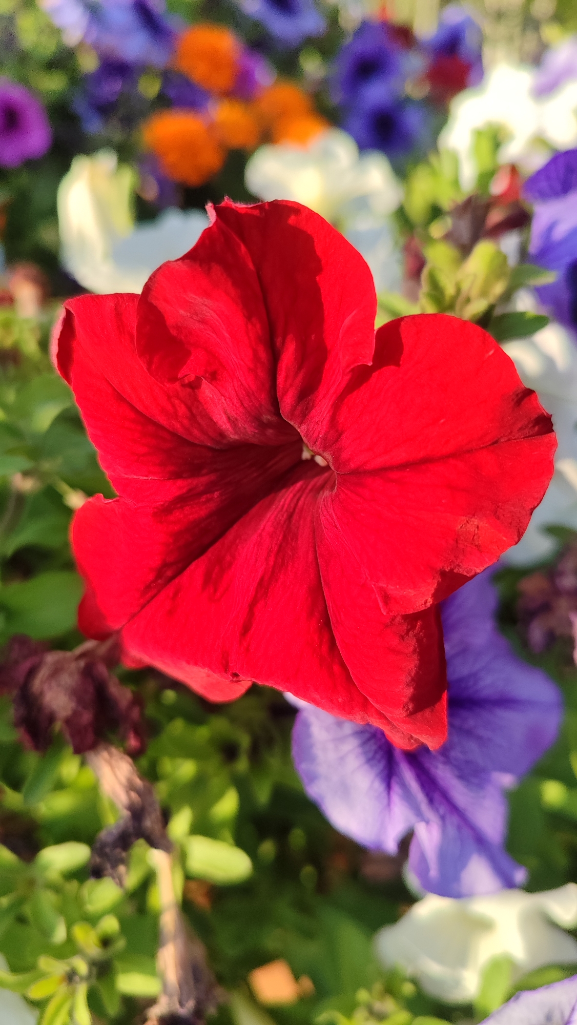 A close-up shot of a bright red petunia flower is the central focus of the image. The flower's petals are velvety and slightly ruffled, with visible veins running through them. The flower opens into a deep, dark center. Surrounding the red petunia are other flowers in various shades of purple, white, and orange, all softly blurred in the background. Green foliage peeks through the gaps between the flowers, adding to the vibrant, garden-like atmosphere. The lighting suggests it is daytime, likely outdoors, with the sun casting shadows and highlighting the textures of the petals. There are no people or animals present. The image appears to be taken in a park or garden setting. Mirny, Russia, is known for its diamond mines and is situated in a region with a subarctic climate.