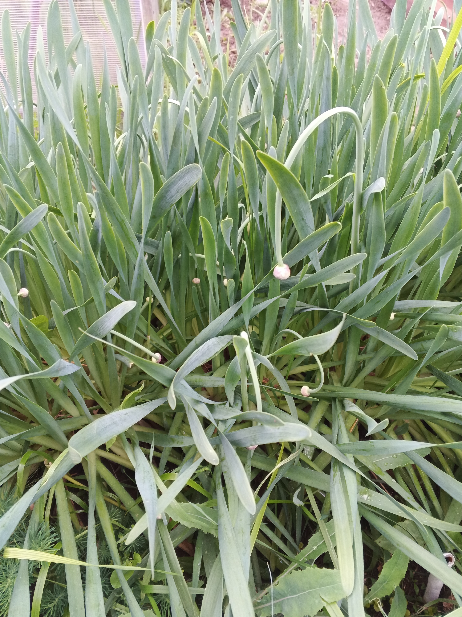 The image is a close-up, vertical shot of a dense patch of green, grass-like plants. The plants have long, slender leaves that arch and overlap, creating a lush texture. Scattered among the leaves are small, round, pale pink buds, some beginning to open. The background is blurred, but hints of soil and possibly a greenhouse structure with a translucent covering are visible. There are no people or animals present. The lighting suggests it is daytime, with soft, diffused light, possibly indicating an overcast sky or the shade of the greenhouse. The overall impression is of a natural, garden setting in a temperate climate, likely in Suvorov, Russia. There is no visible text in the image.