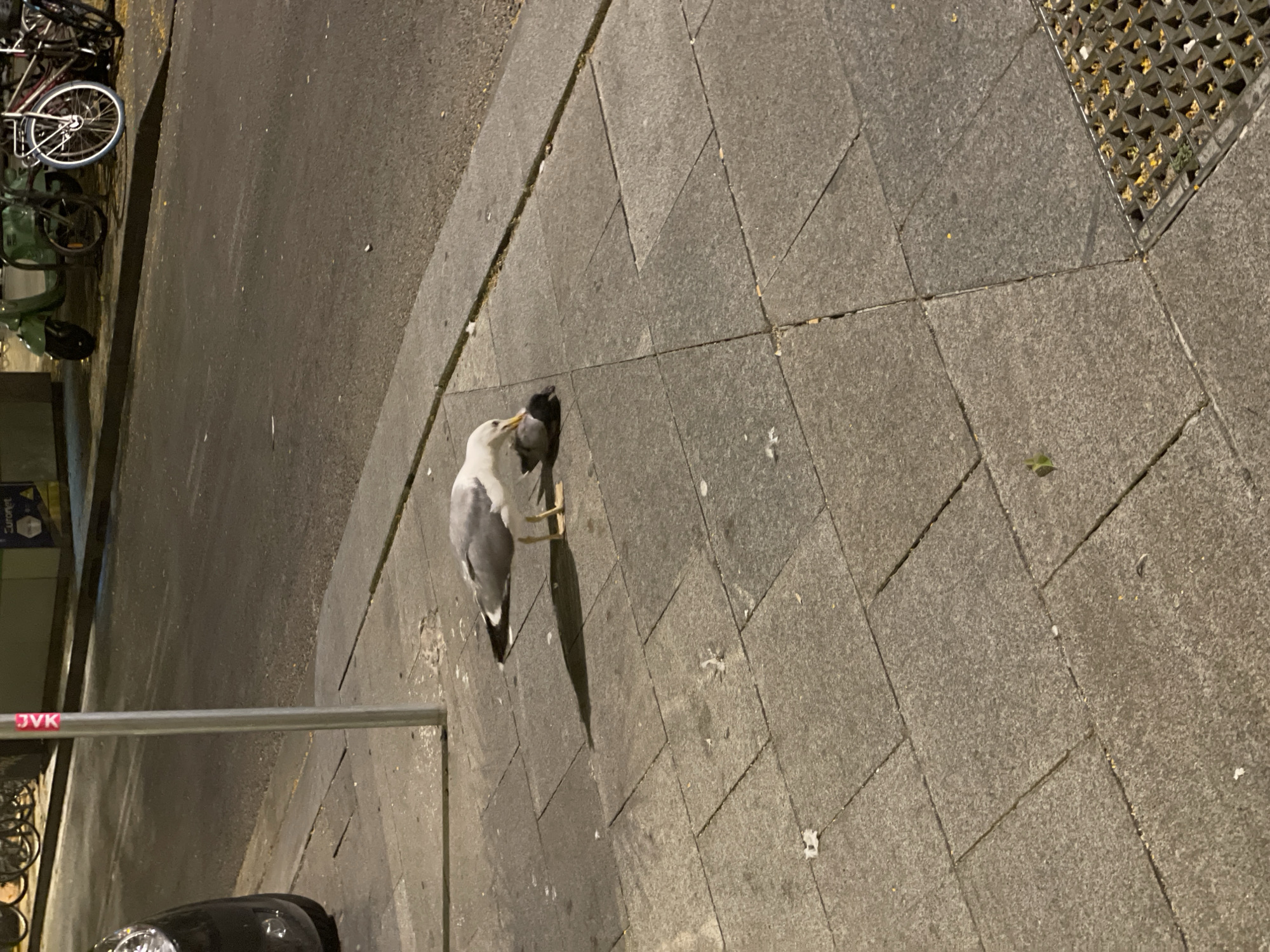 A seagull is depicted on a paved sidewalk, engaged in an interaction with a dark-colored pigeon. The seagull is standing over the pigeon, with its head lowered as if pecking at it. The pigeon appears to be lying on its side or stomach, with its head tucked underneath its body. The setting appears to be an urban environment, possibly in Barcelona, Spain, given the architecture and street furnishings visible in the background. The sidewalk is constructed of grey, square paving stones, with a metal grate for drainage visible in the lower right quadrant of the image. In the background, a street is visible with a parked car on the left and bicycles and a scooter on the right. The lighting suggests it is nighttime or dusk, with artificial lights illuminating the scene.