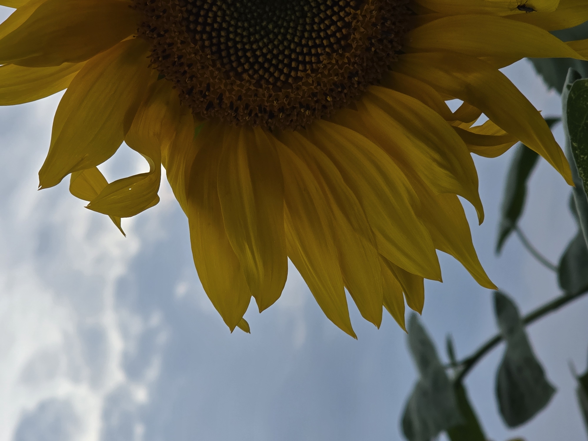 The image is a close-up shot of a sunflower with yellow petals and a dark center. The sunflower is positioned on the right side of the frame, with its petals extending towards the left. The background consists of a cloudy sky. In the lower left corner, some blurred green leaves are visible. There is also a small dark insect on one of the sunflower's petals on the right side of the image. The scene appears to be outdoors.