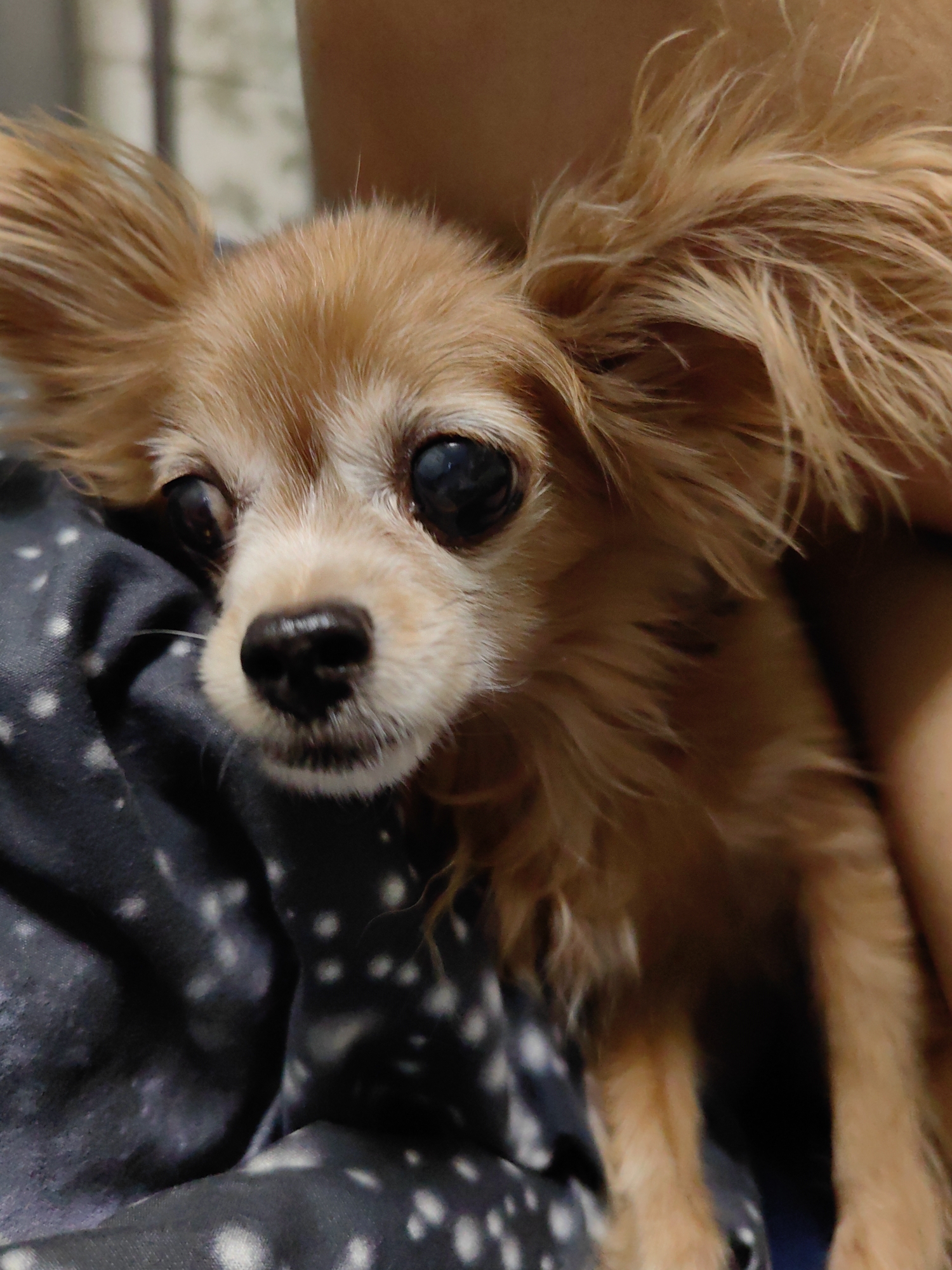 The image is a close-up portrait of a small, light brown dog with large, dark eyes and prominent ears. The dog is being held by an unseen person, with a portion of their arm and shoulder visible in the background, appearing to be a person of East Asian descent. The dog is resting against a dark blue fabric with a white speckled pattern. The lighting is dim, casting a soft glow on the dog's fur. There is no discernible background that would indicate a specific location in Ulan-Ude, Russia, or any other city. The scene appears to be indoors, likely in a home environment.