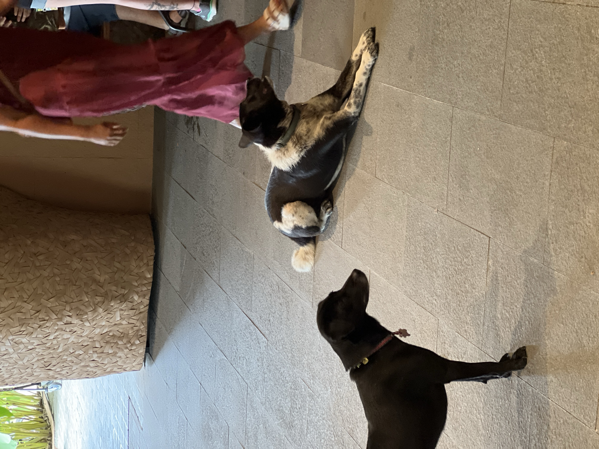 The image depicts two dogs lying on a tiled floor. One dog is primarily black with white markings around its neck and tail. The other dog is black and looks directly up at the camera. A person is partially visible in the upper left, wearing a red garment. A woven basket-like object sits to the left. The location is suggested to be in the Ubud District of Indonesia based on information that was provided.