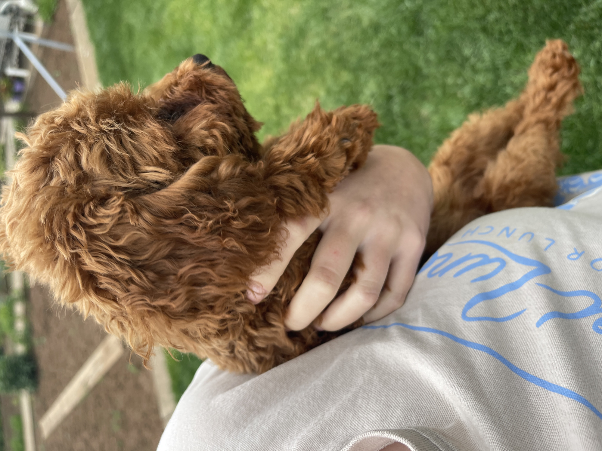 A close-up, slightly tilted, daytime shot depicts a fluffy, light brown dog lying on a person's chest. The person's hand is gently resting on the dog's head. The person is wearing a light beige t-shirt with blue lettering that appears to read "For Lunch". Green grass is visible in the background, along with a glimpse of what seems to be a bench or structure. The location is not identifiable as Sofia, Bulgaria from the provided image.