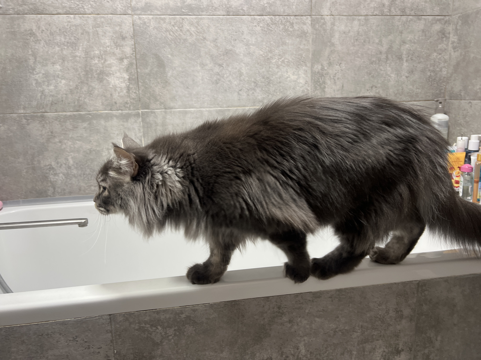 A gray, long-haired cat is walking on the edge of a white bathtub. The bathtub is set against a wall tiled with large, gray rectangular tiles. Various bottles and containers of toiletries are visible on a shelf or countertop adjacent to the bathtub. The location is indoors, presumably a bathroom. The city of Ternopil, Ukraine, is not discernible from the image.