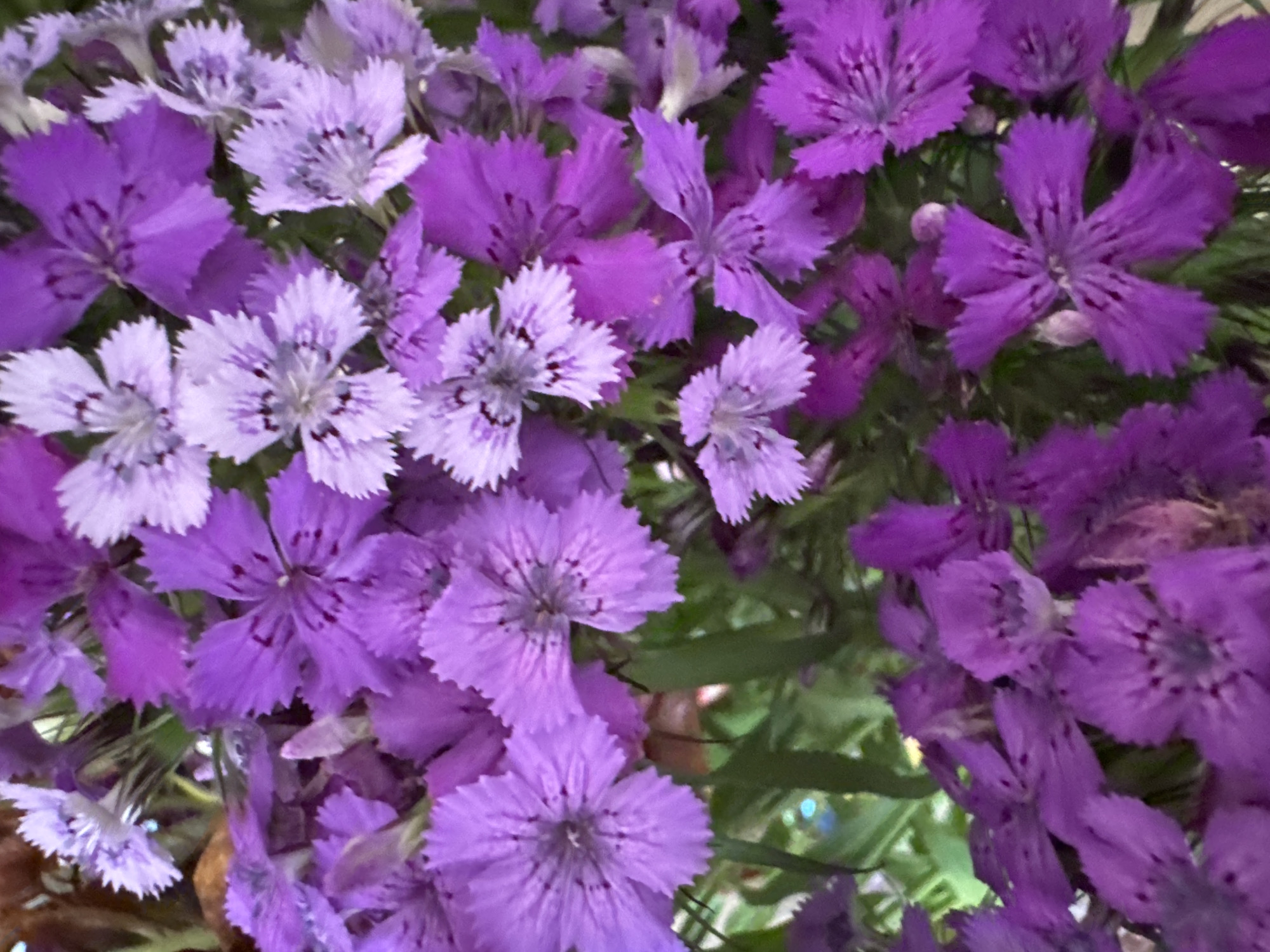 This is a close-up, vertical, indoor photograph of a bouquet of vibrant purple and light purple dianthus flowers. The flowers are in various stages of bloom, with some fully open and others still in bud. The petals are delicate and appear to be slightly serrated along the edges. Many of the flowers have darker purple markings or spots at their centers. The background is a blur of green foliage, suggesting the bouquet is arranged with leaves. There are no people or specific identifiable objects in the frame that would indicate a location within Chuguyevka, Russia. The lighting appears to be soft and diffused, typical of indoor lighting or overcast conditions.