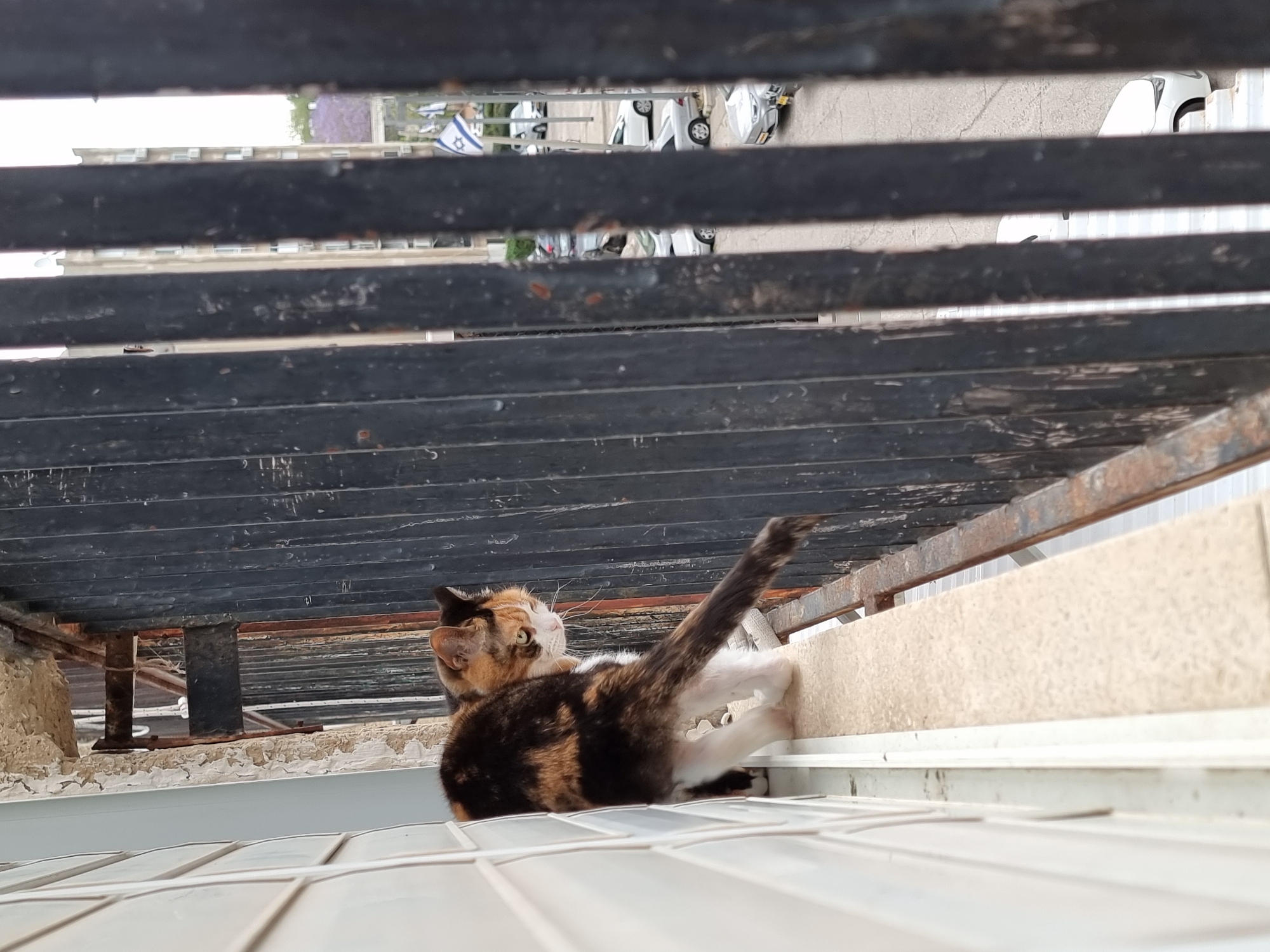 A calico cat stretches on a white ledge under a dark, horizontal metal structure. The backdrop, seen through the metal slats, includes an Israeli flag and parked cars, suggesting an urban setting in Tel Aviv, Israel.
