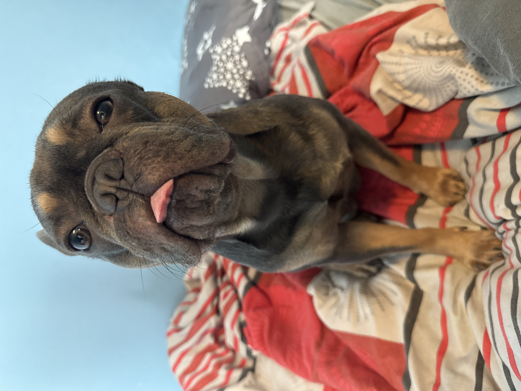 A French bulldog lies on a bed. The dog is predominantly blue-gray with tan accents on its legs and above its eyes. Its tongue is sticking out. The bedsheets are striped with red, gray, and white. There's also a gray pillow with a star pattern visible. The background features a light blue wall. No information about the location of the image being in Burgas, Bulgaria is available from the image.