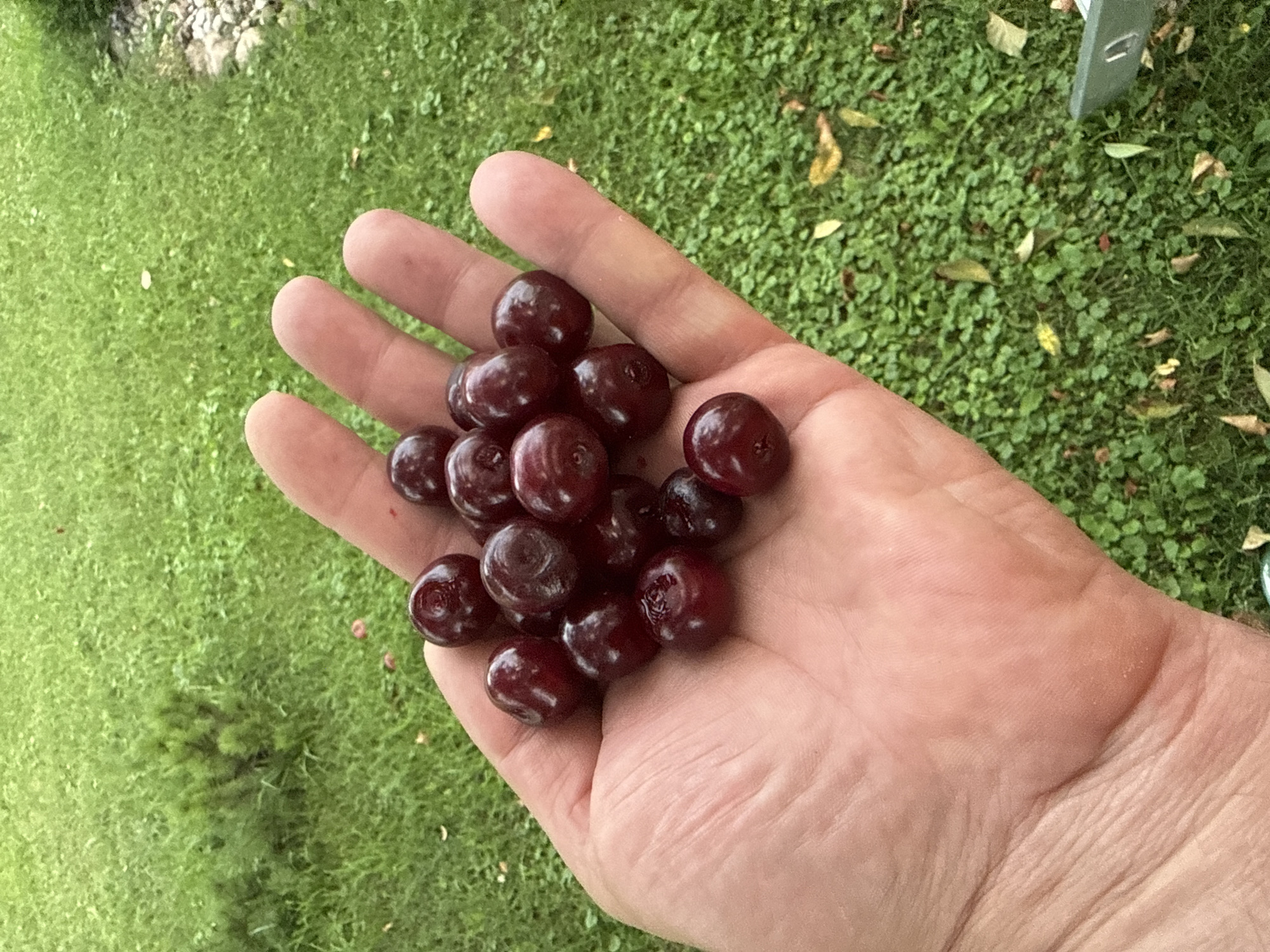 In Vikraičiai, Lithuania, a hand is holding a pile of ripe, dark red cherries. The hand is open, with fingers slightly curled, cradling the fruit. The cherries are plump and glossy, with visible stems on some. The background consists of lush green grass, interspersed with fallen yellow and brown leaves, suggesting an outdoor, possibly garden or park setting. A small evergreen bush is visible in the upper left corner of the image, and a few smooth stones are present in the lower right. The lighting suggests it is daytime, with soft shadows indicating diffused sunlight.