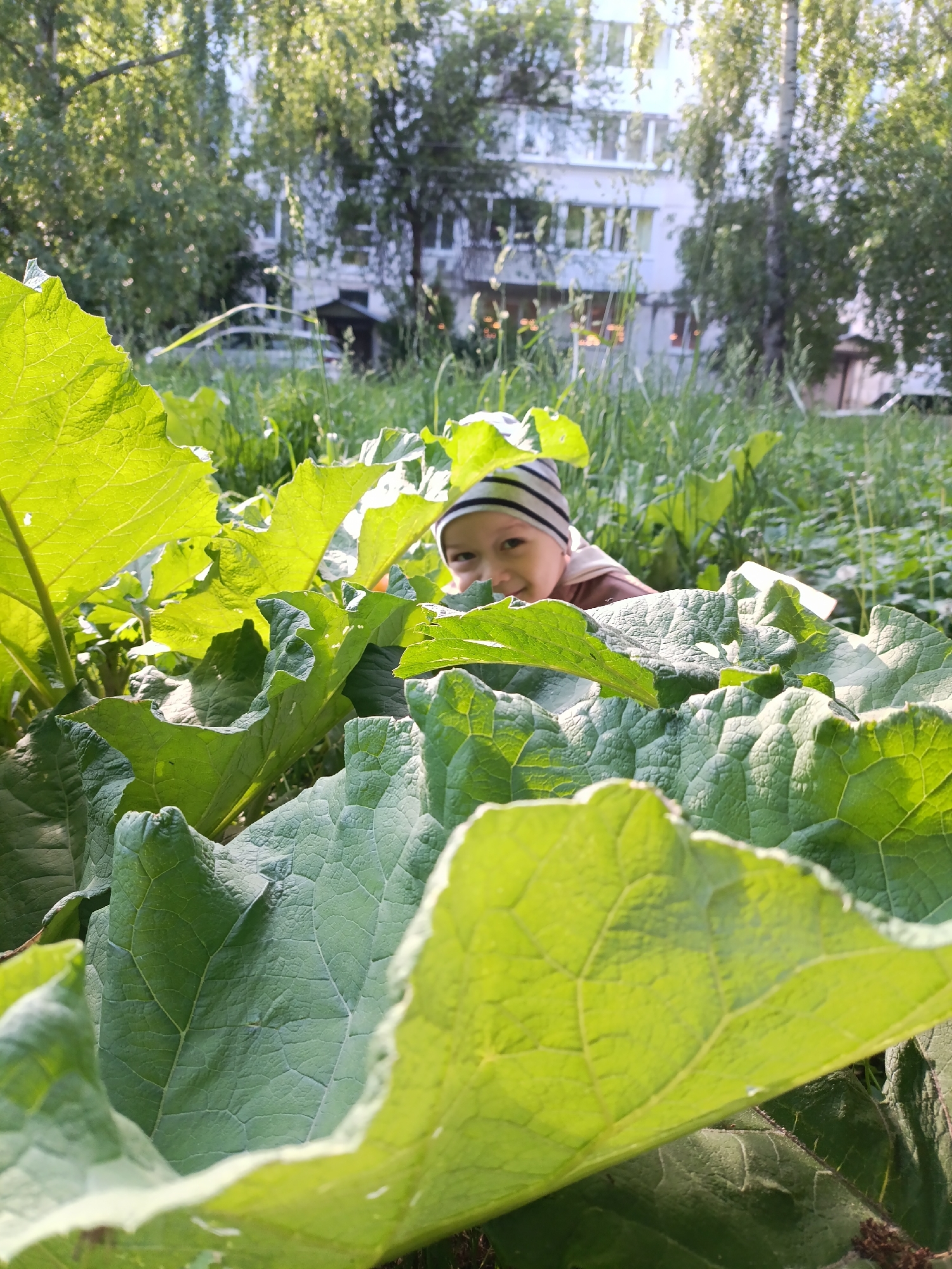 This image captures a playful moment featuring a young child peeking through a dense cluster of large, vibrant green leaves, likely in Chaikovsky, Russia. The child, wearing a striped hat and a brown top, is partially obscured, with only their eyes and a wide, cheerful smile visible, suggesting a sense of curiosity or engagement in a game like hide-and-seek.
The foreground is dominated by the lush, expansive foliage, characterized by its deep green color and prominent vein patterns. Some leaves are brightly illuminated by the sun, showcasing their texture and hue, while others rest in soft shadow.
In the blurred background, an urban environment unfolds with a multi-story white apartment building partially visible among verdant trees and bushes. A light-colored car can also be faintly seen through the greenery. The scene is bathed in bright, natural sunlight, indicating clear weather and a daytime setting, possibly late morning or afternoon given the light quality. The overall impression is one of innocent joy and a connection with nature within a residential area. No text is visible in the image.