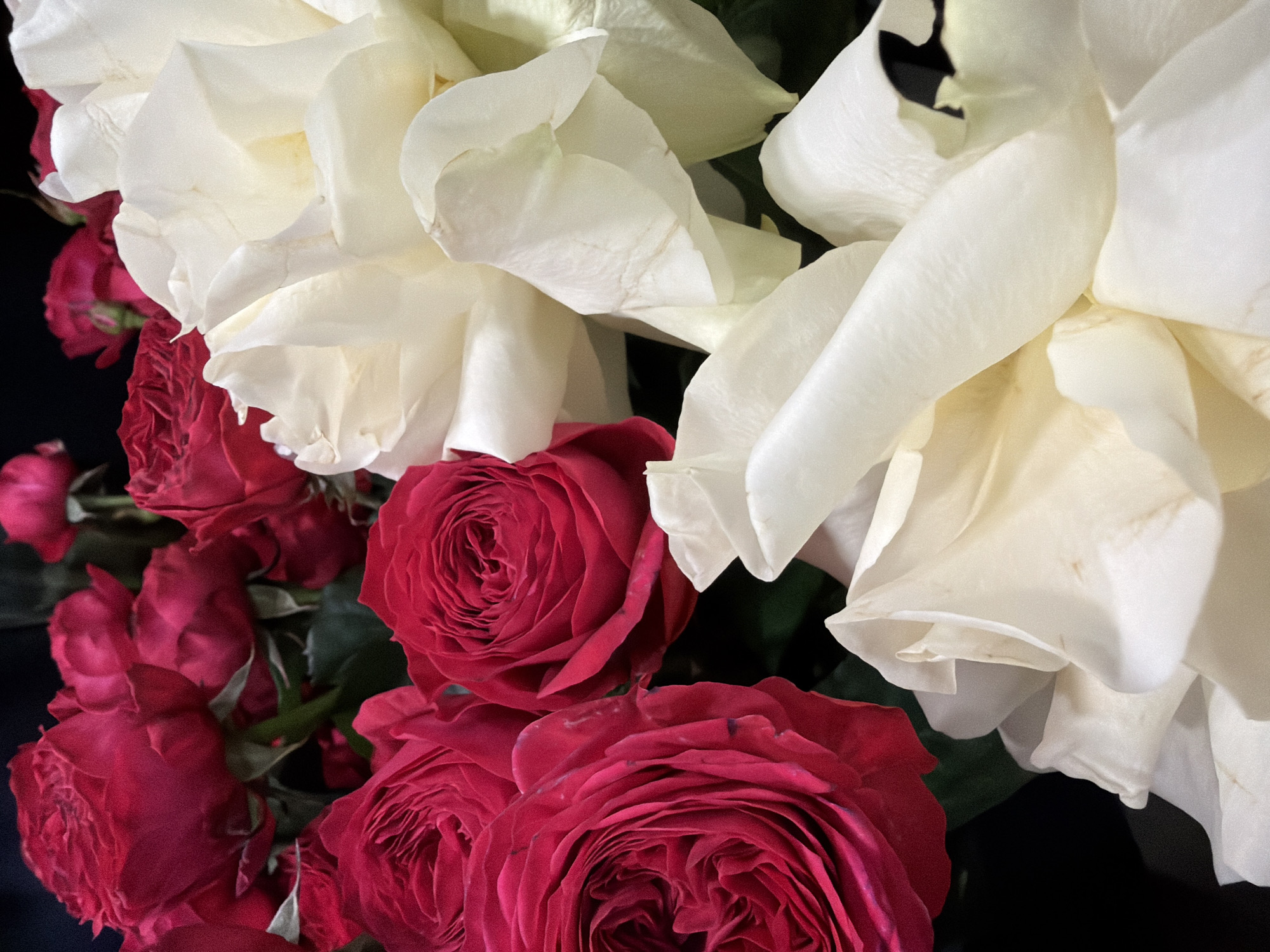 A close-up, overhead shot showcases a vibrant bouquet of red and white roses against a dark background. The red roses are a deep, rich crimson, with tightly packed petals creating a velvety texture. Some are fully bloomed, while others appear as buds. Interspersed are large, creamy white roses, their petals softer and more open, revealing delicate folds. The lighting highlights the contrasting textures and colors of the flowers, creating a sense of depth and luxury. The scene is static, with no people or discernible location within a city.