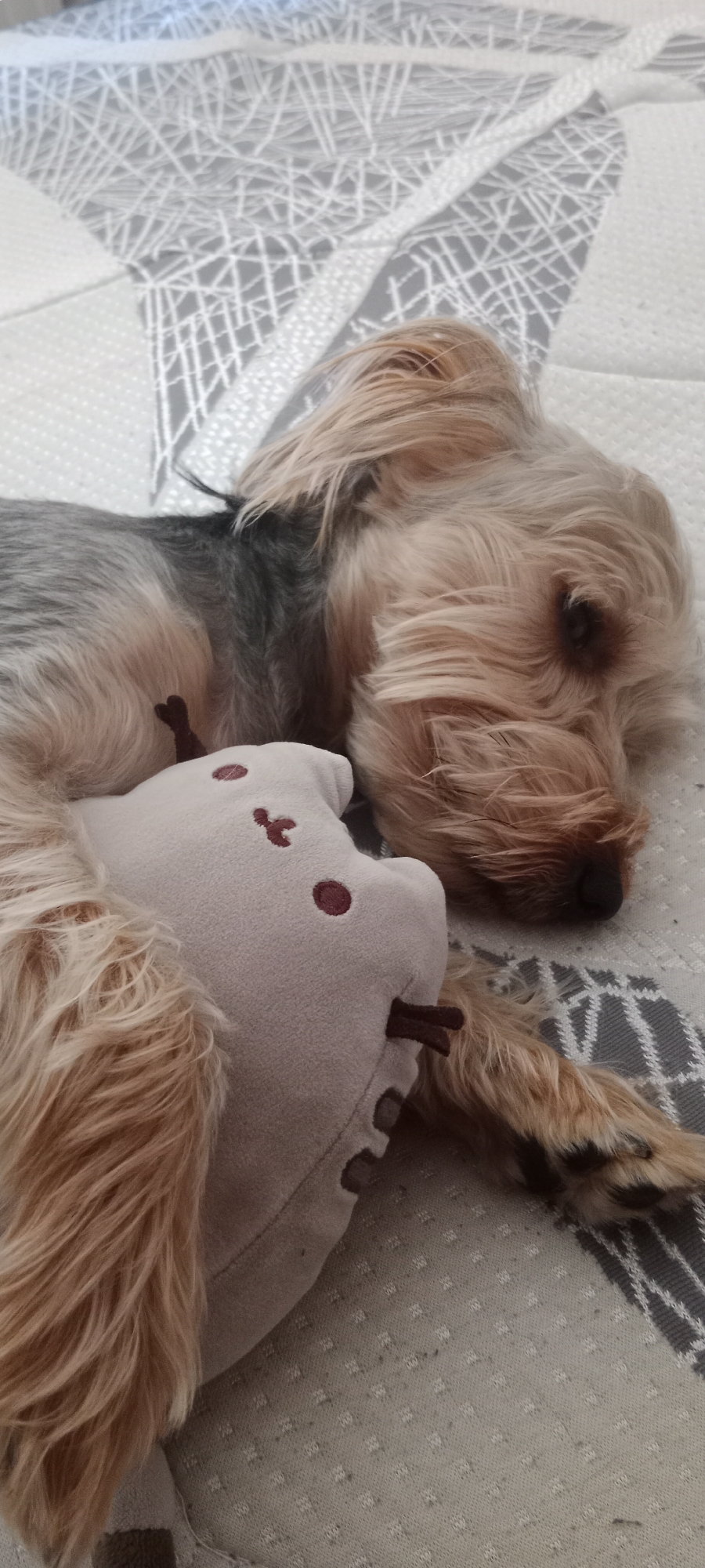 A small, light brown and gray Yorkshire Terrier dog is sleeping on a bed with a patterned gray and white duvet. The dog is curled up next to a light beige plush toy that has two small maroon dots for eyes and a small maroon smile. The dog's fur is long and slightly messy, obscuring much of its face except for its dark eye and the tip of its nose. The plush toy appears to have two dark brown stick-like protrusions coming from its side. The background consists of the bed's surface and a patterned duvet. The image was taken indoors, likely in a residential setting in Galapagar, Spain.